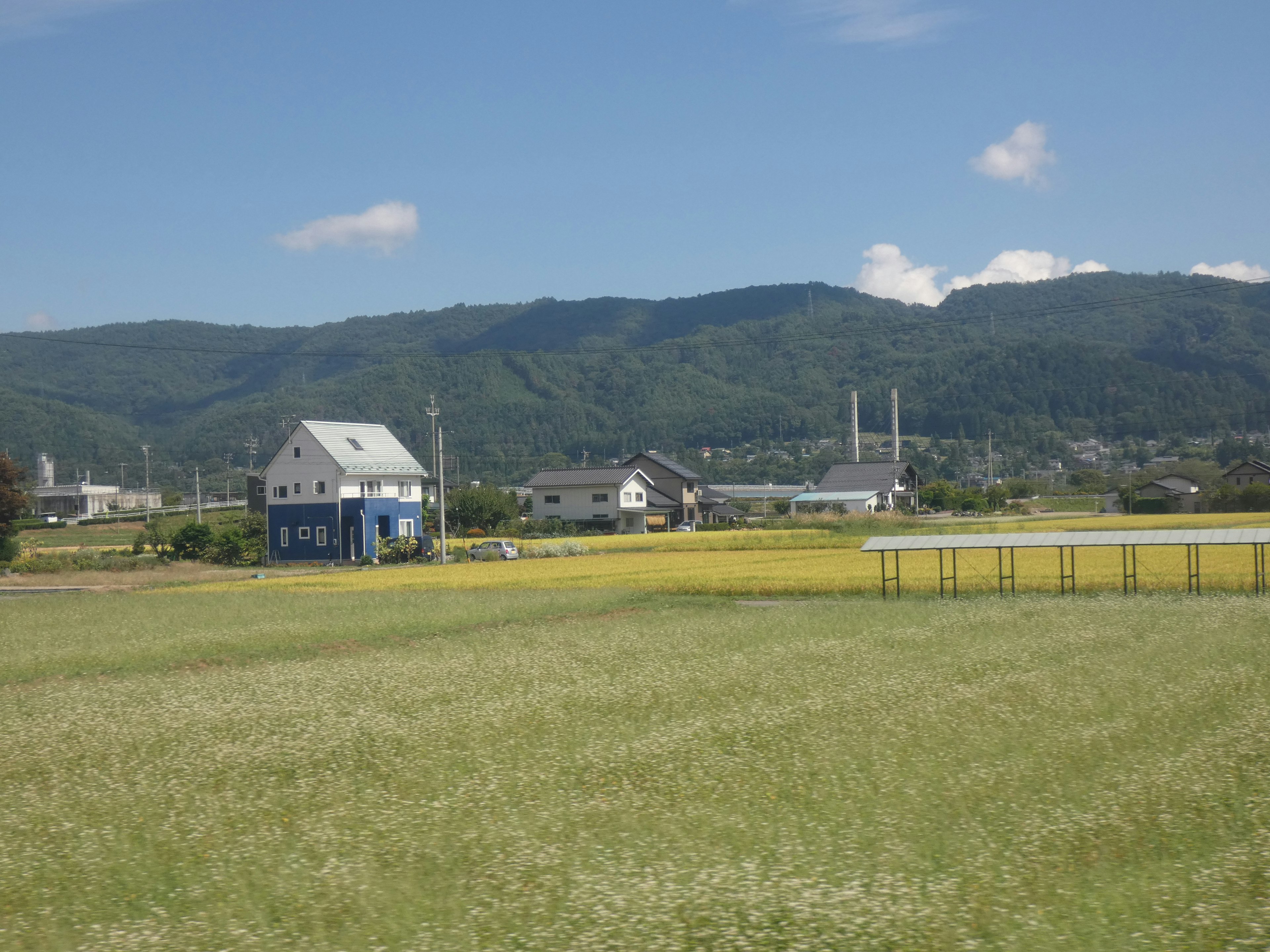 一幅有蓝色房子和绿色稻田的风景