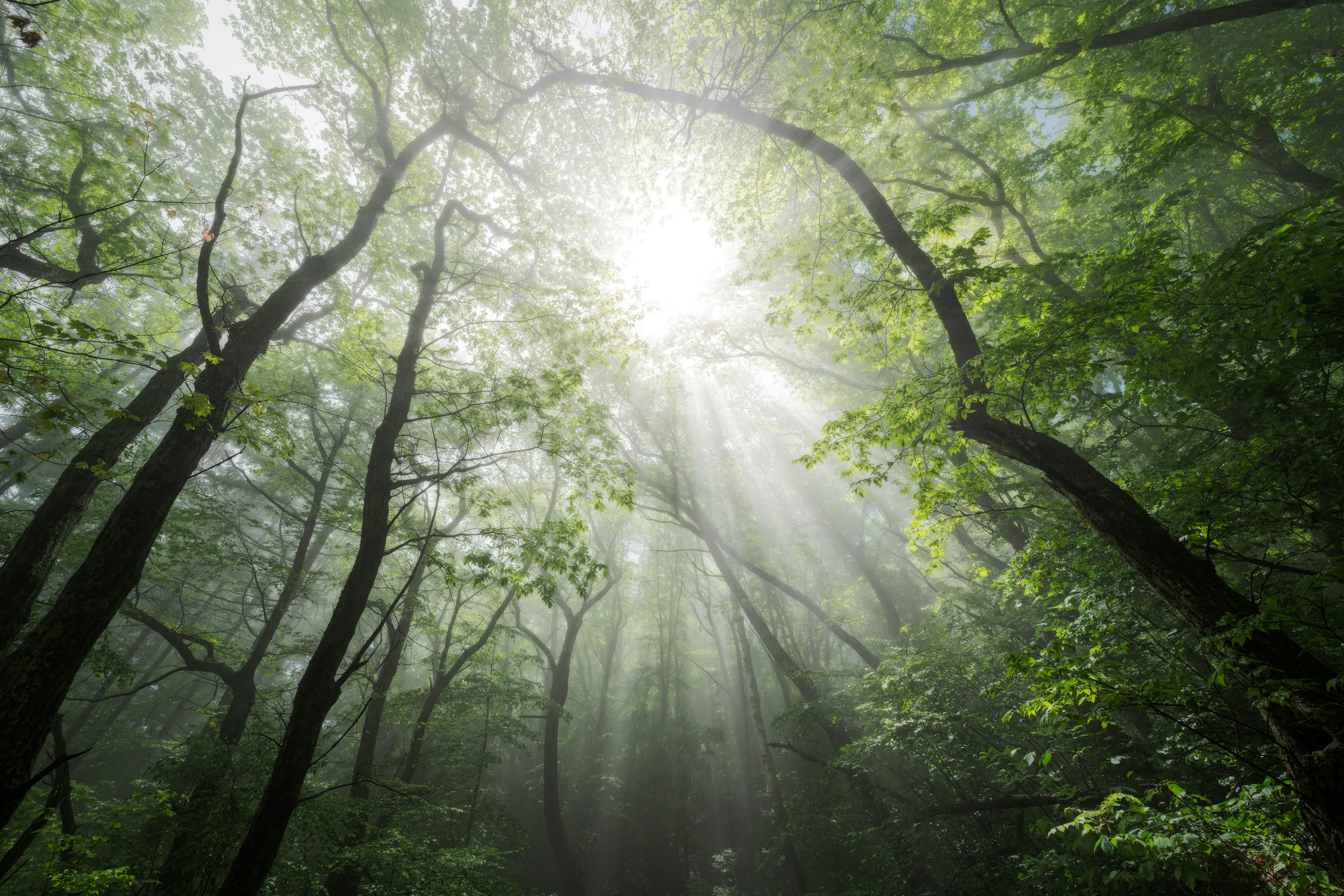 Forêt verte luxuriante avec des arbres et des rayons de lumière à travers la brume