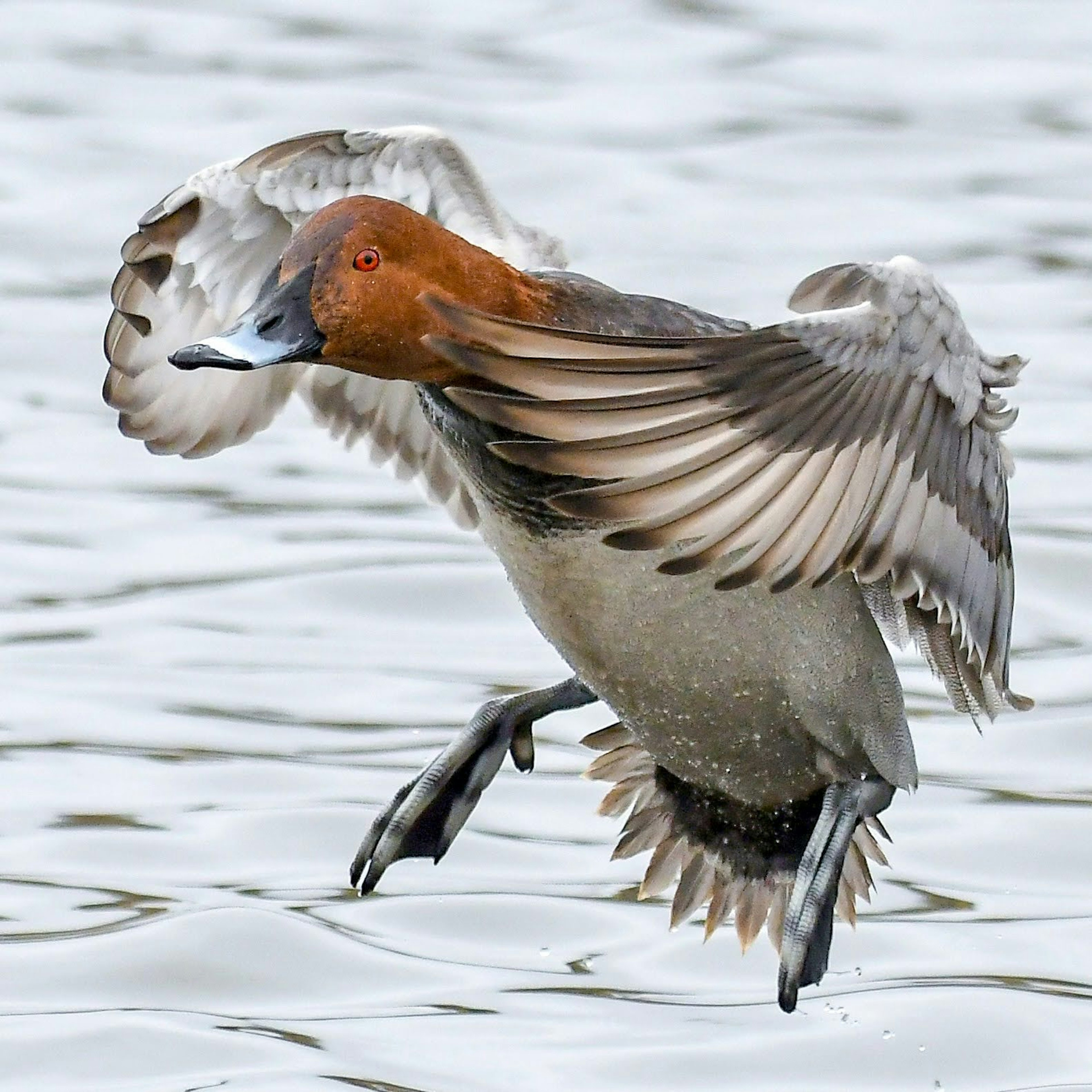 Male duck flying above the water surface wings spread wide