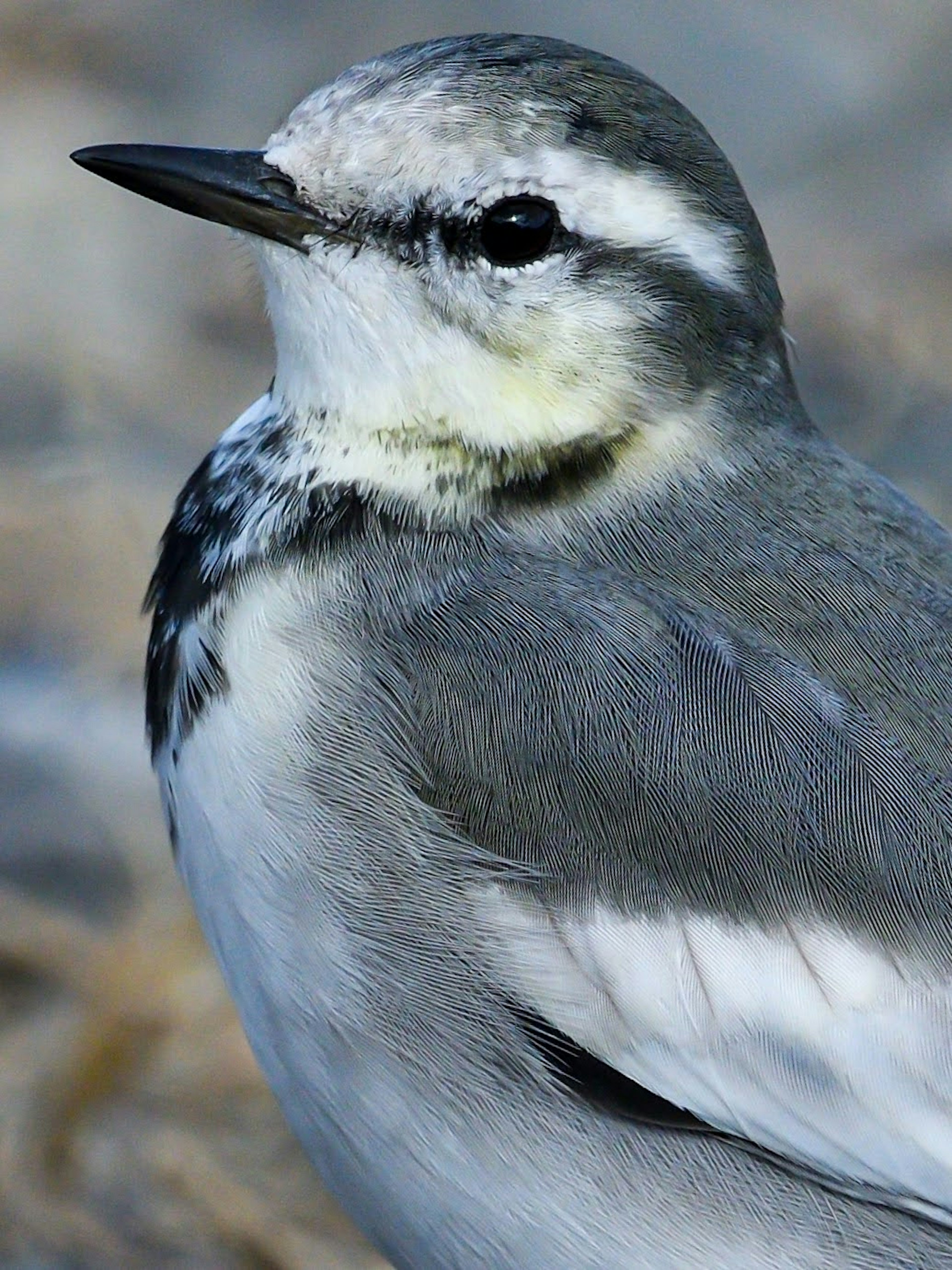 Nahaufnahme eines grauen Vogels mit weißen Flecken auf der Brust