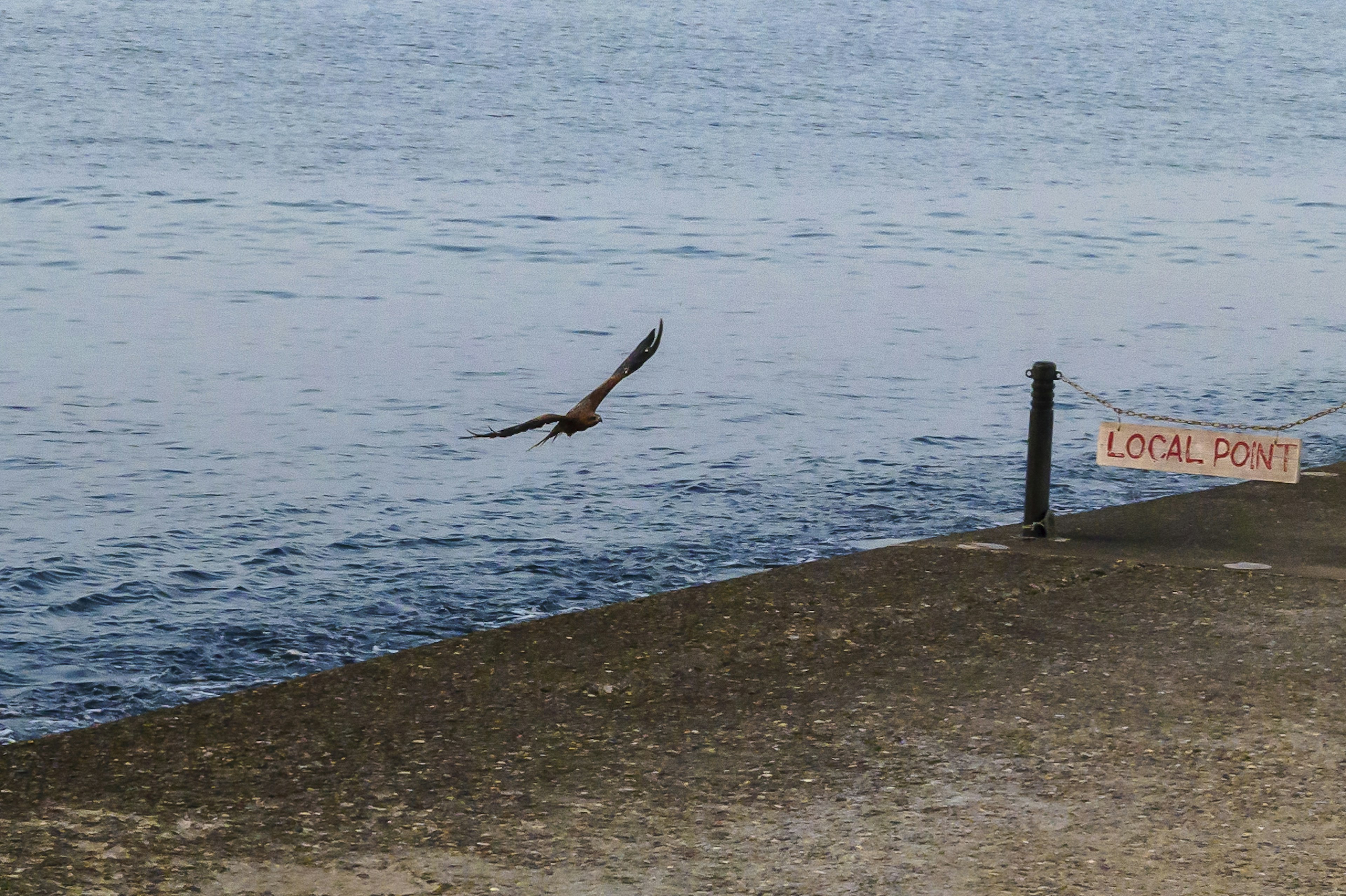 海岸で飛ぶ鳥とローカルポートの標識