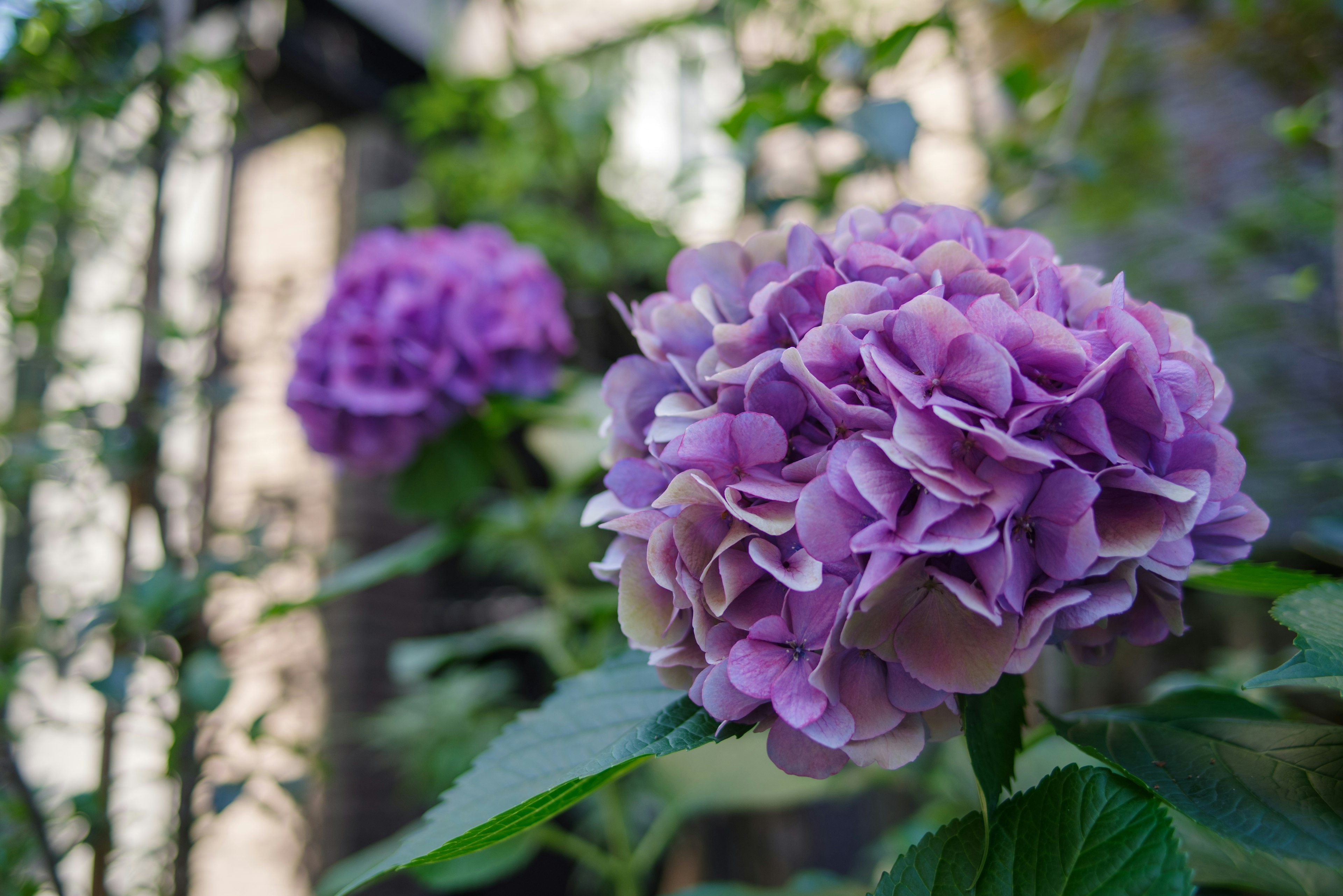 紫色のアジサイの花が咲いている庭の風景