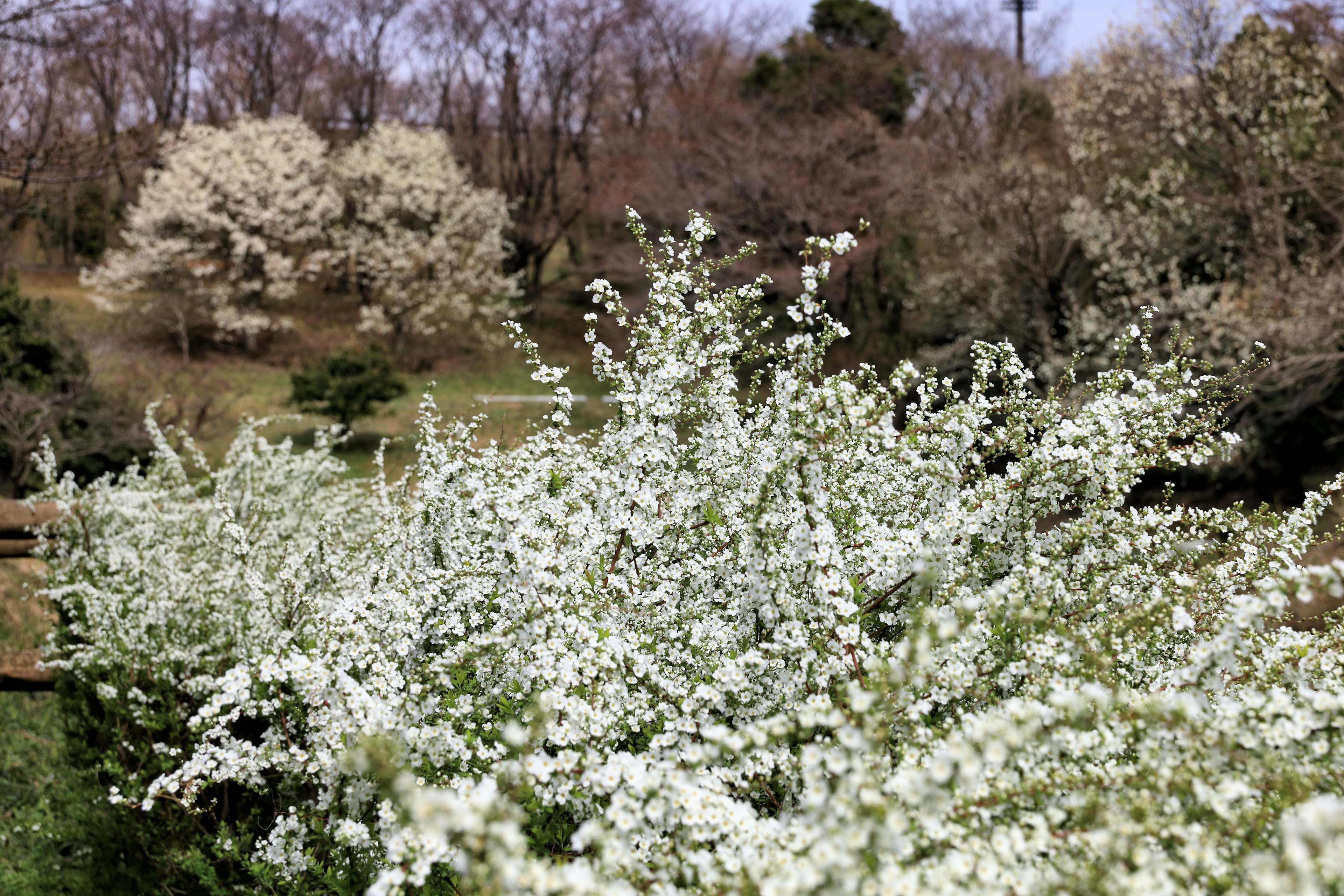 白い花が咲く茂みと背景の風景