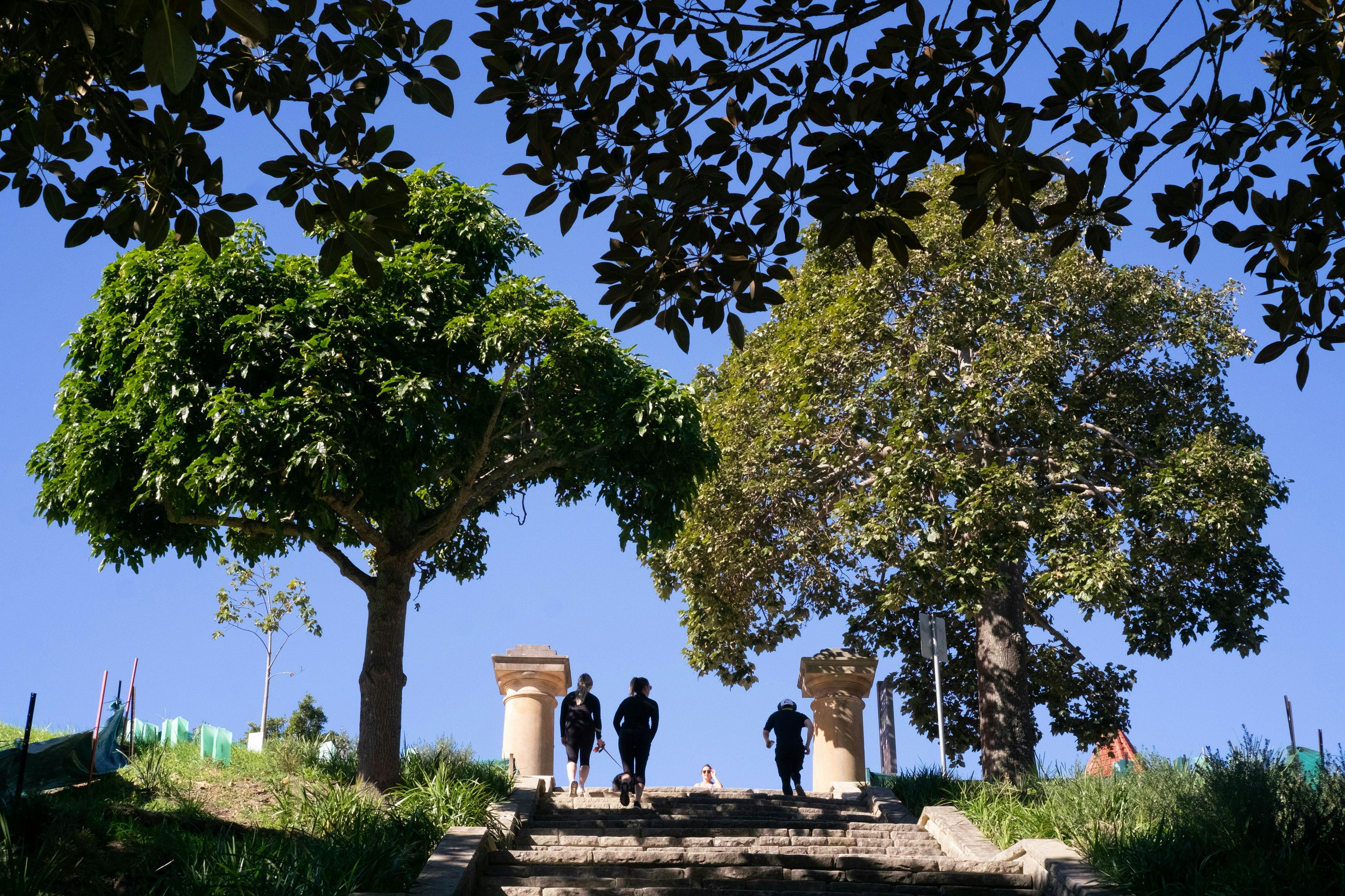 Silhouettes of people walking between trees under a blue sky