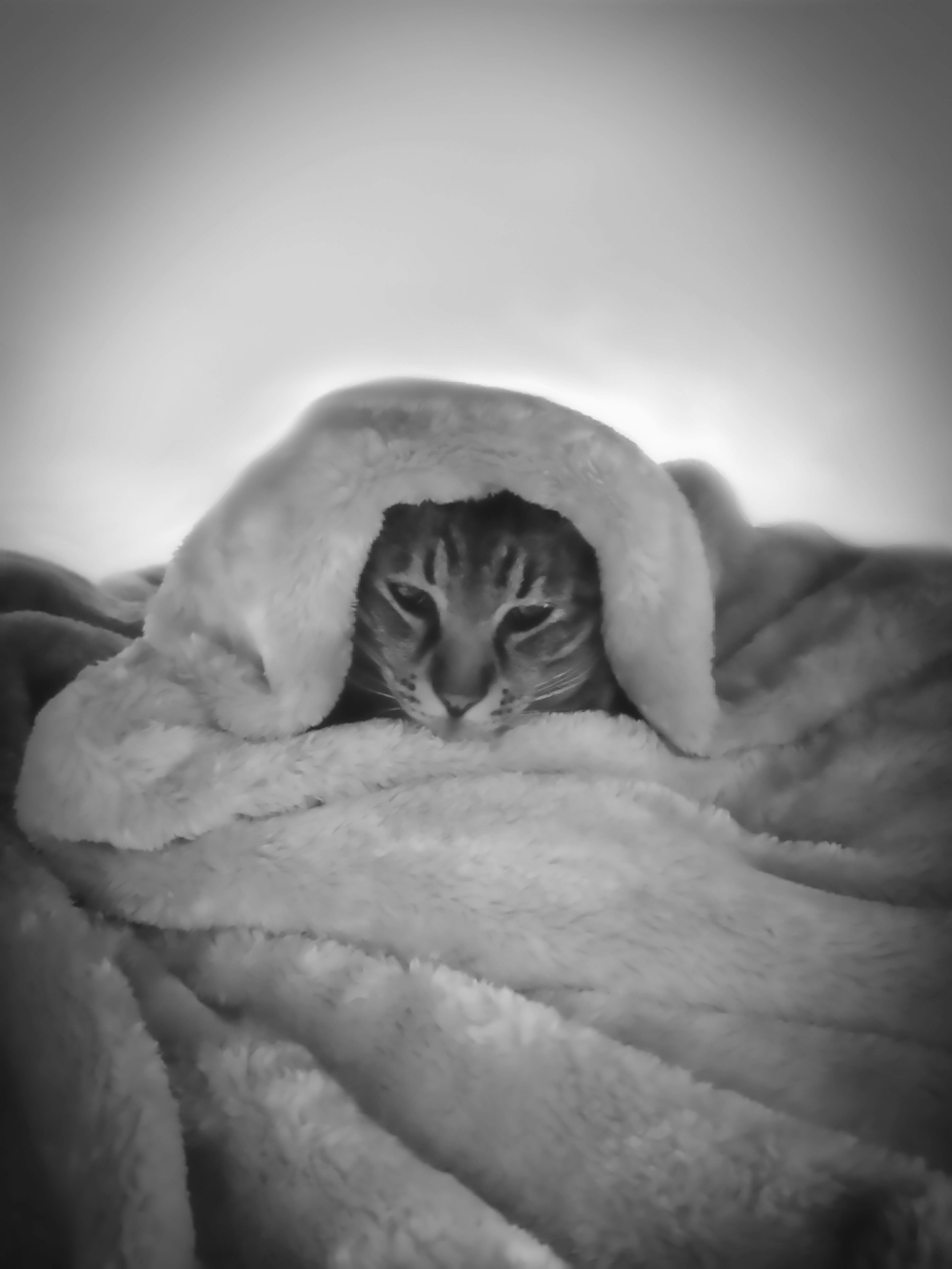 A cat wrapped in a soft blanket