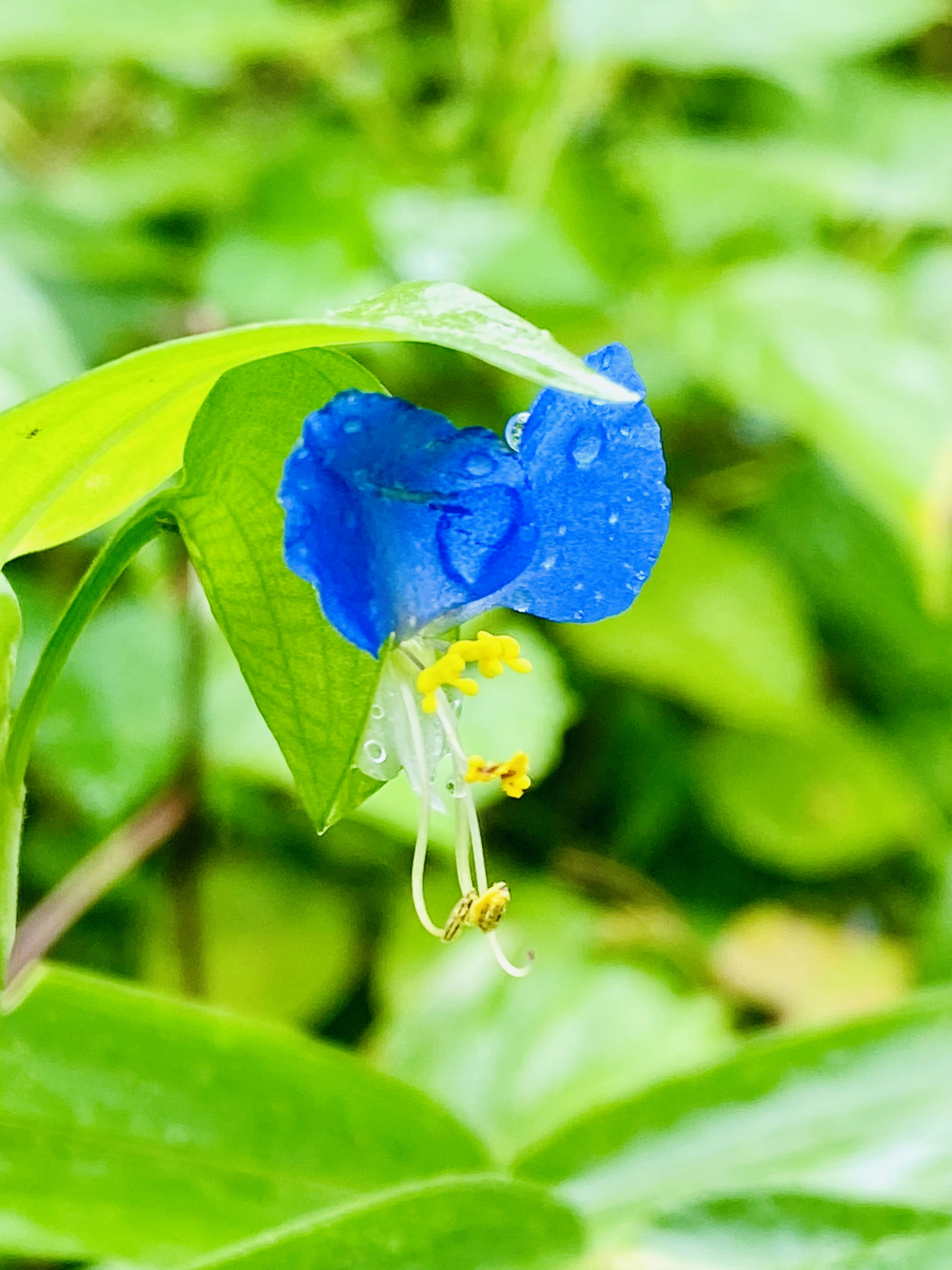 Gros plan sur une fleur bleue vive avec des feuilles vertes