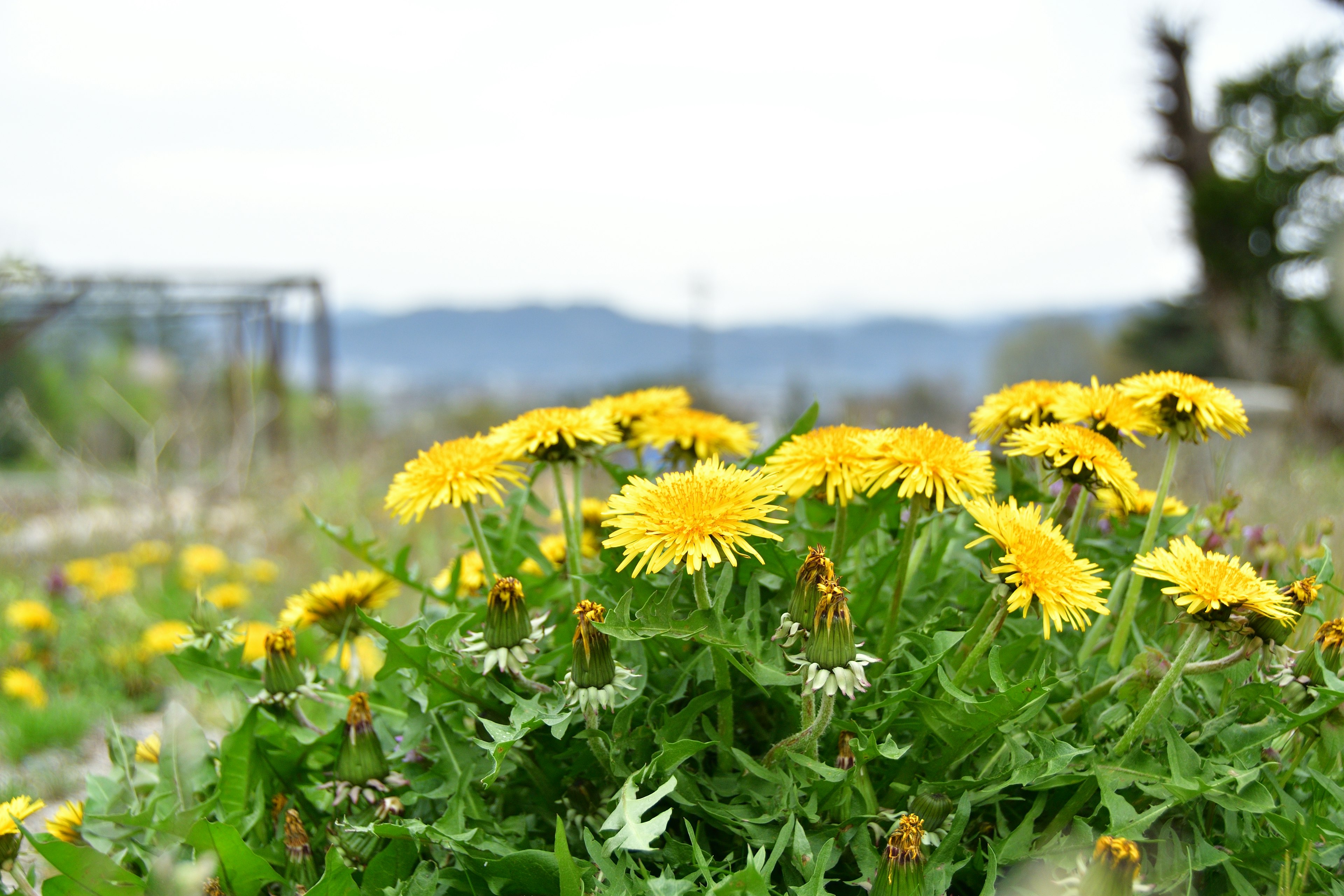 Un champ de pissenlits jaunes en fleurs avec un arrière-plan flou