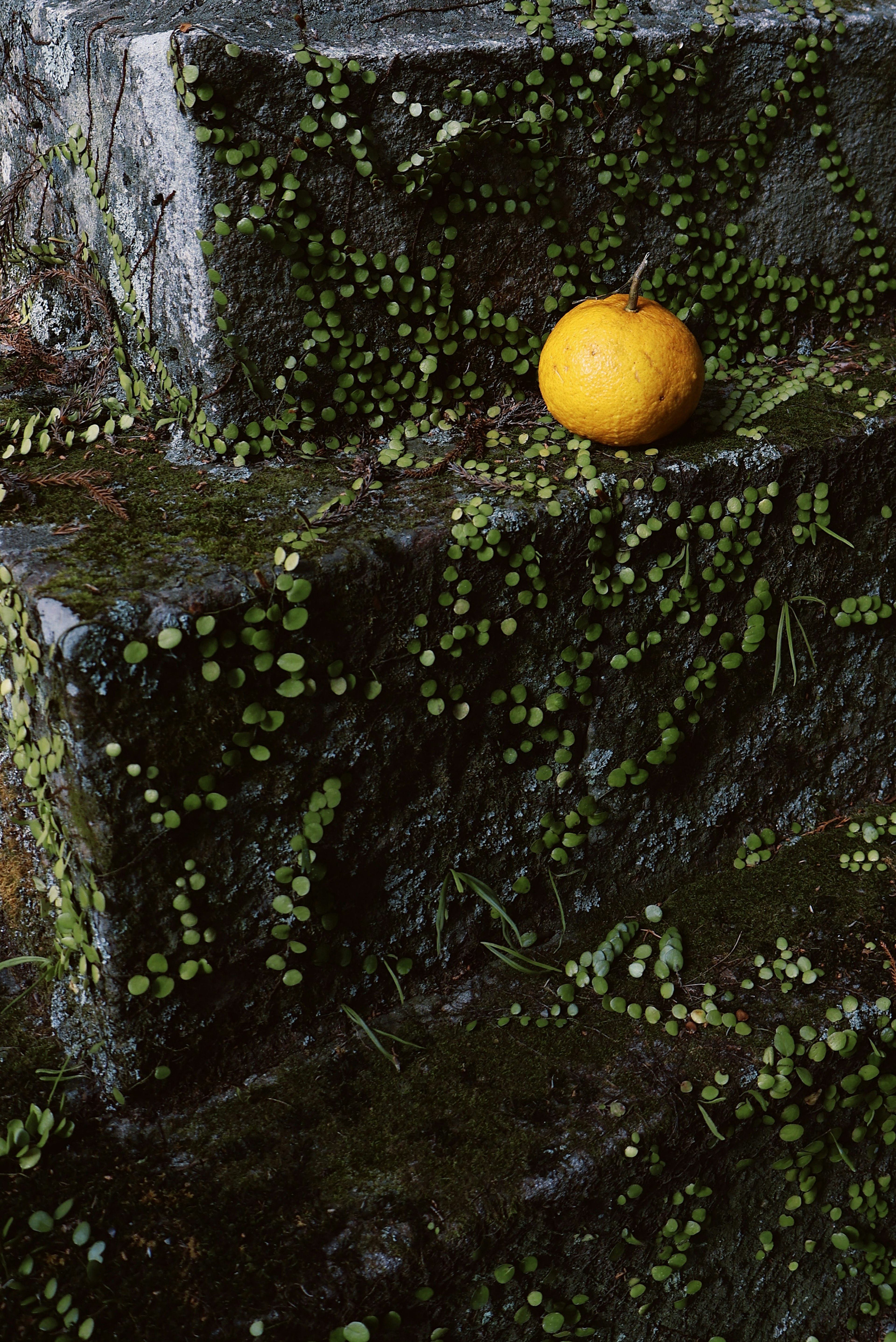 Una fruta naranja sobre una escalera de piedra cubierta de musgo