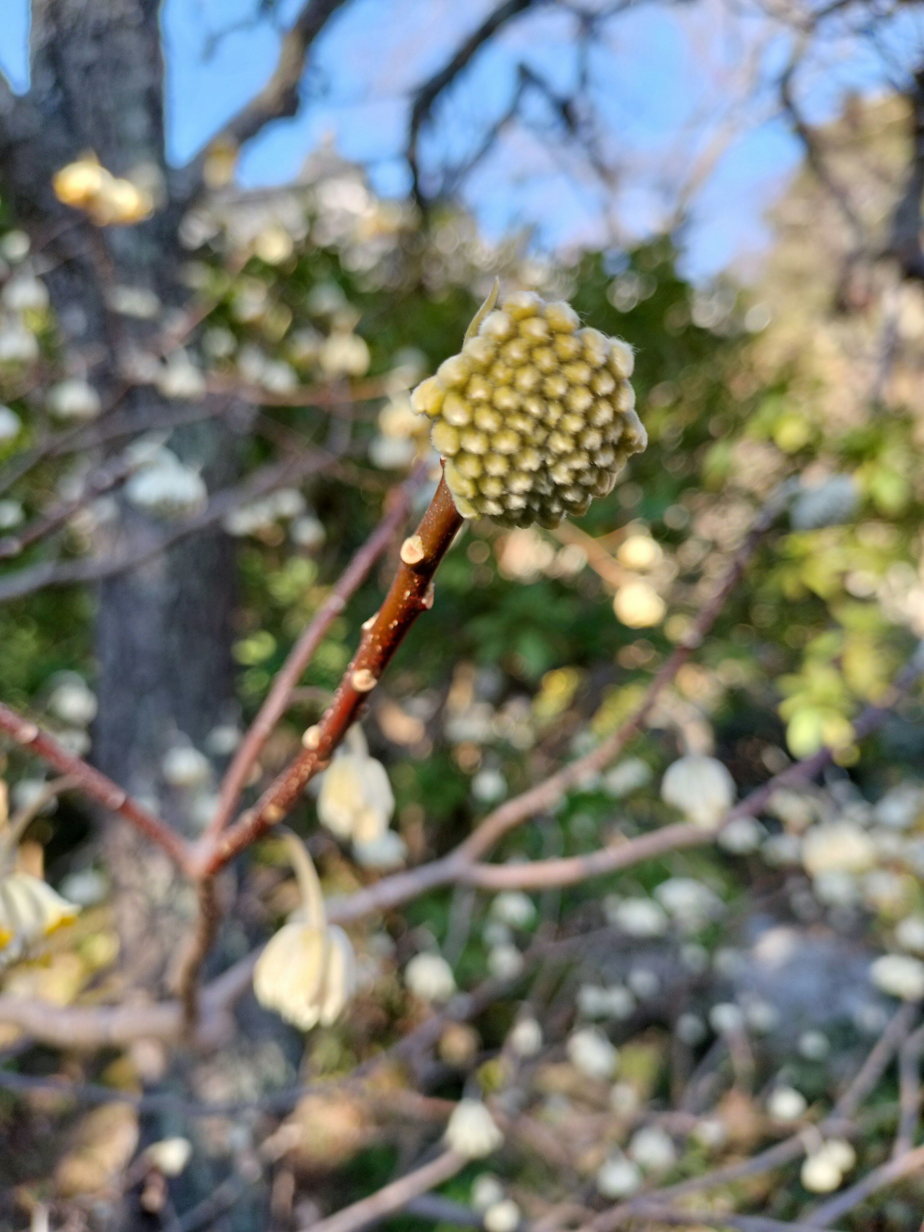 树枝上的黄色花蕾与白色花朵