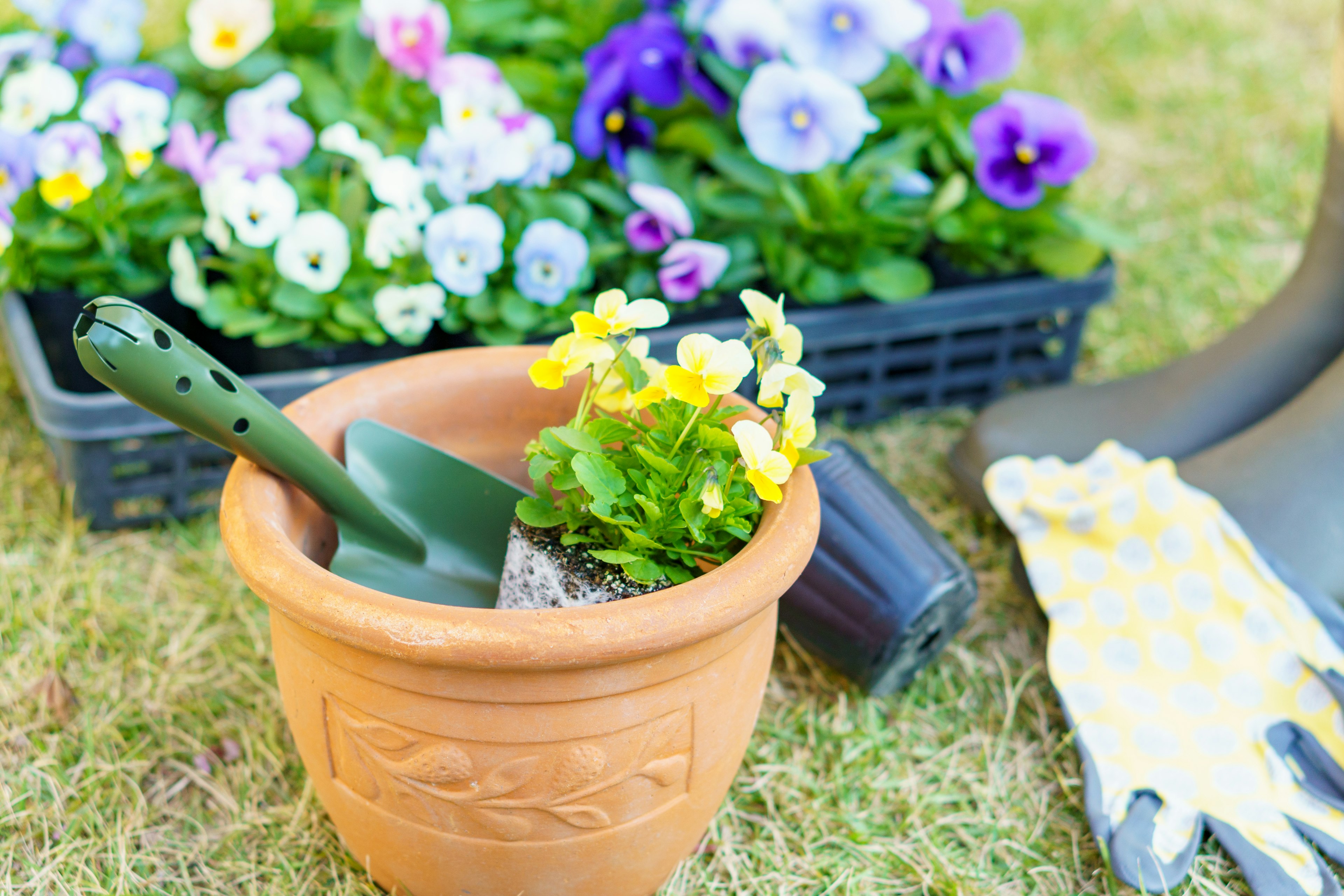 A terracotta pot with yellow flowers and a green shovel beside it with colorful pansies in the background