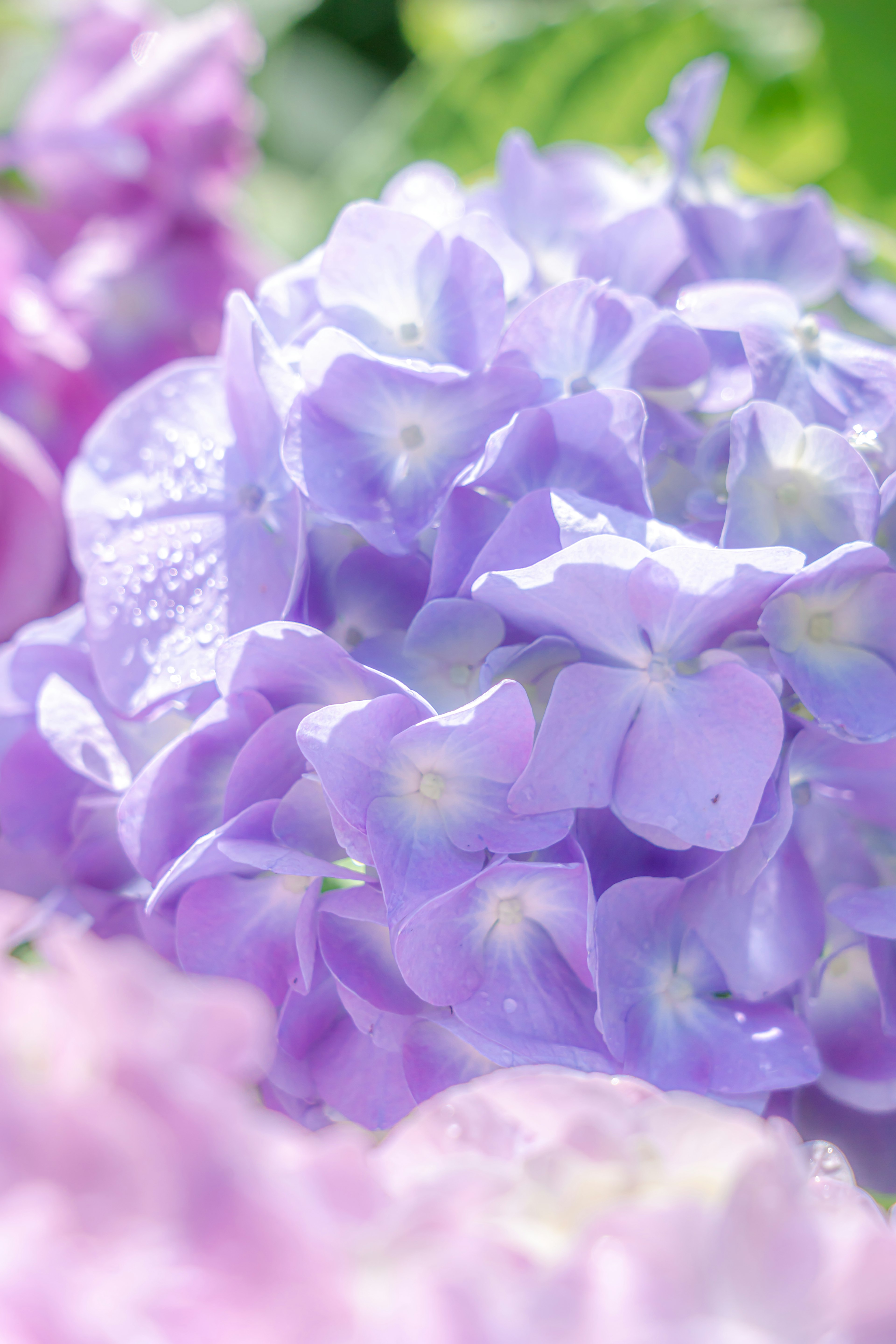 淡い紫色のアジサイの花に焦点を当てた写真