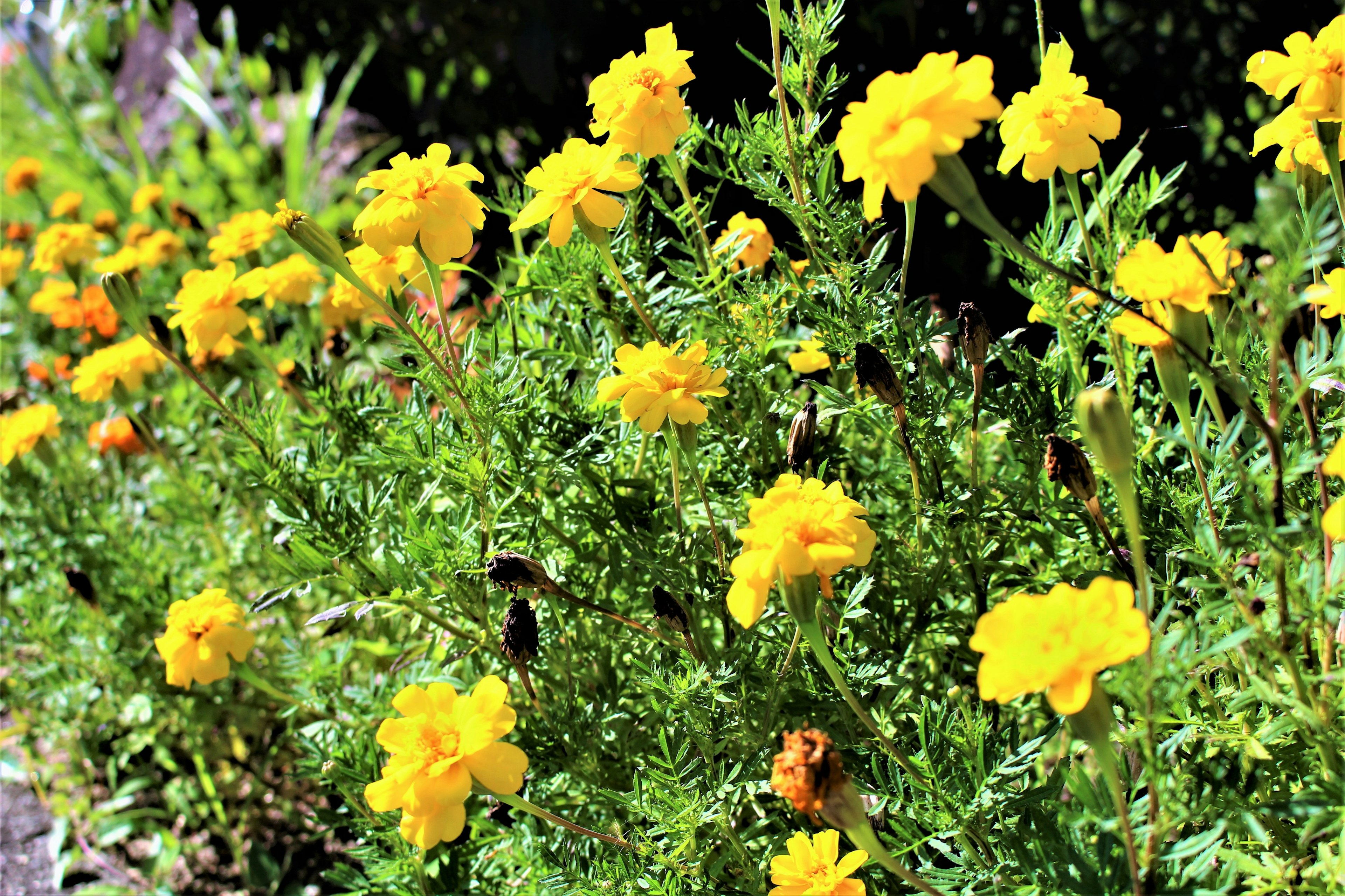 Fiori di tagete gialli vivaci che fioriscono in un giardino