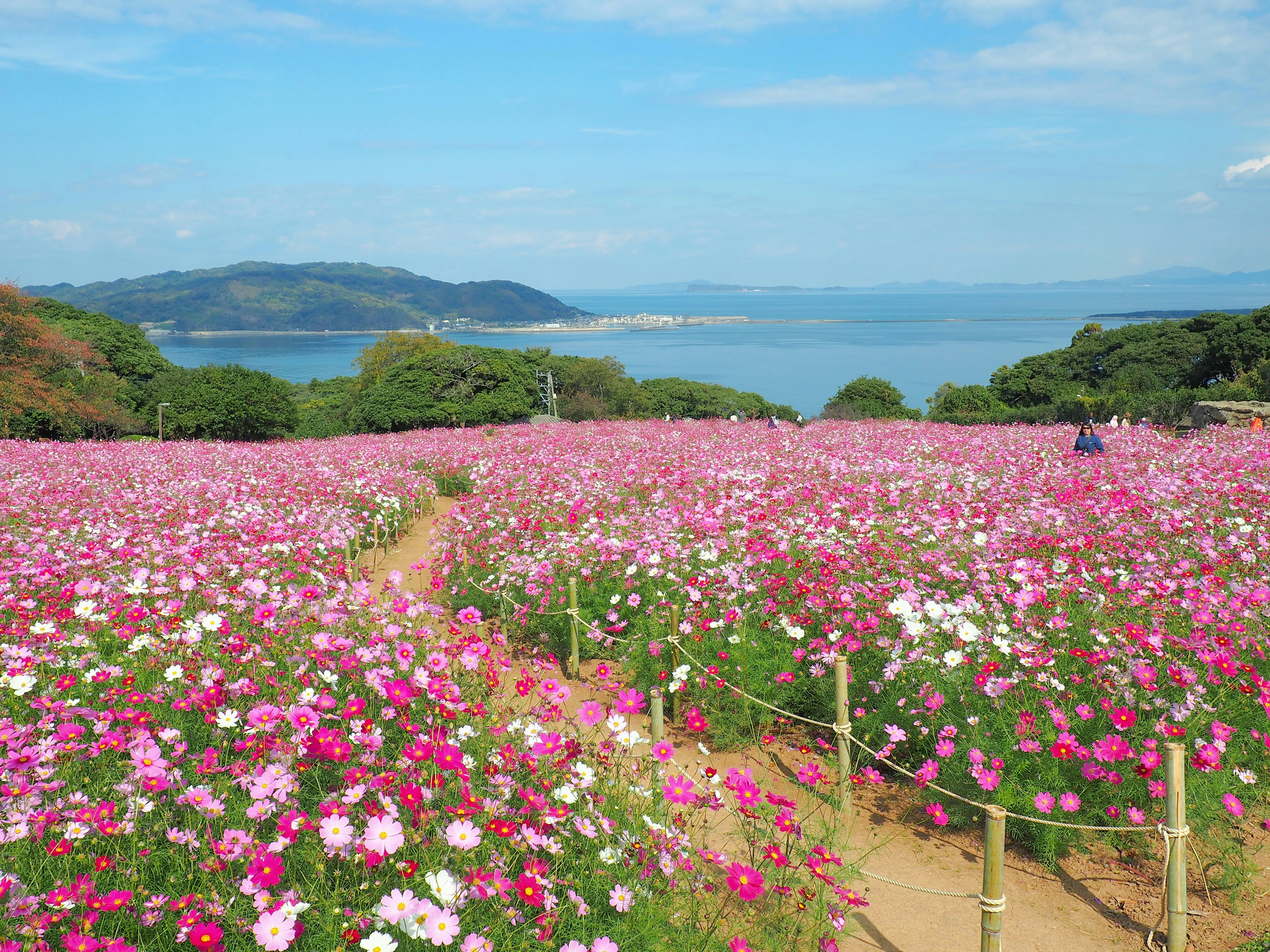 美しいコスモスの花畑と青い海の景色