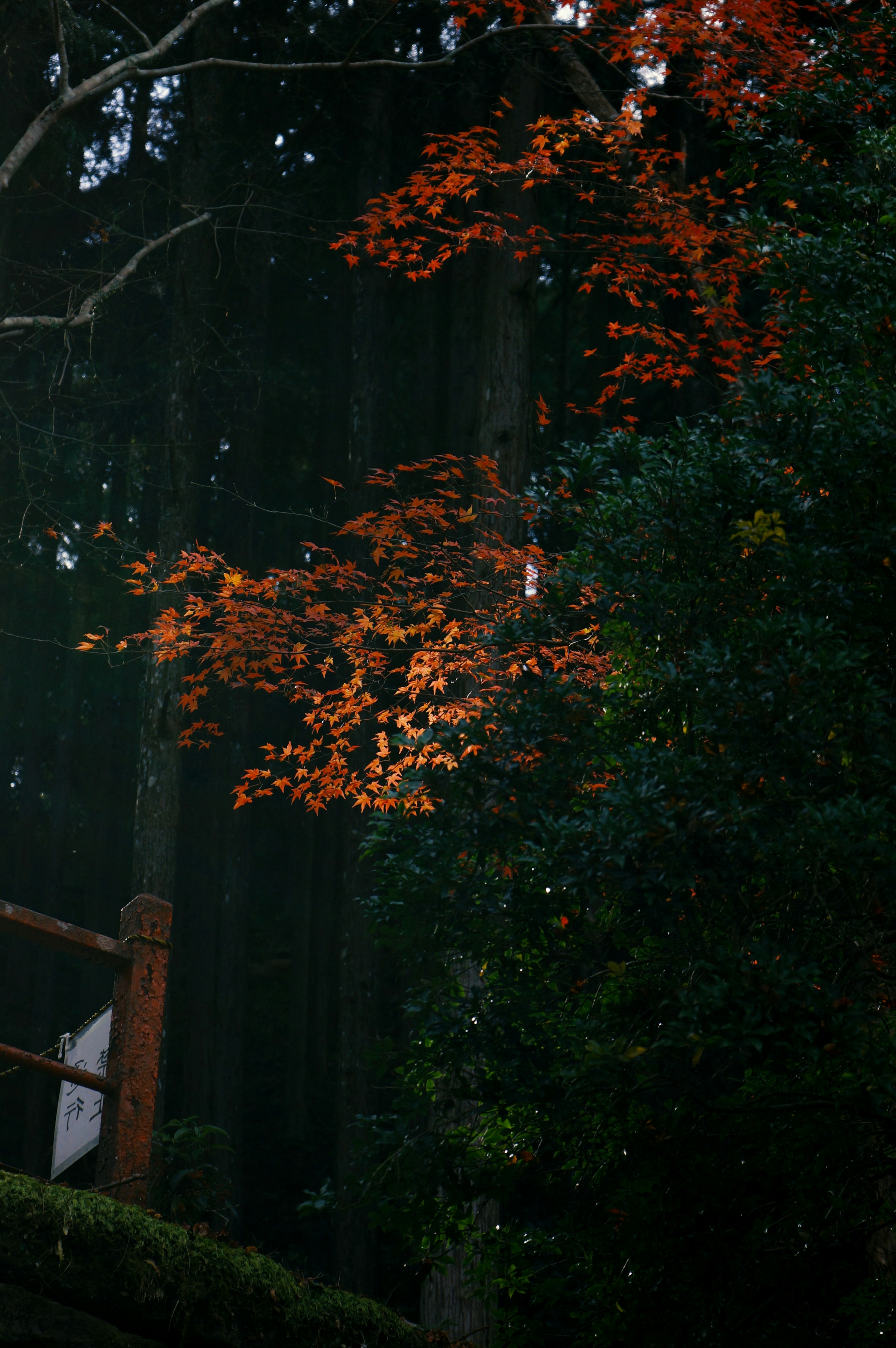 紅葉が映える森林の風景と木の柵