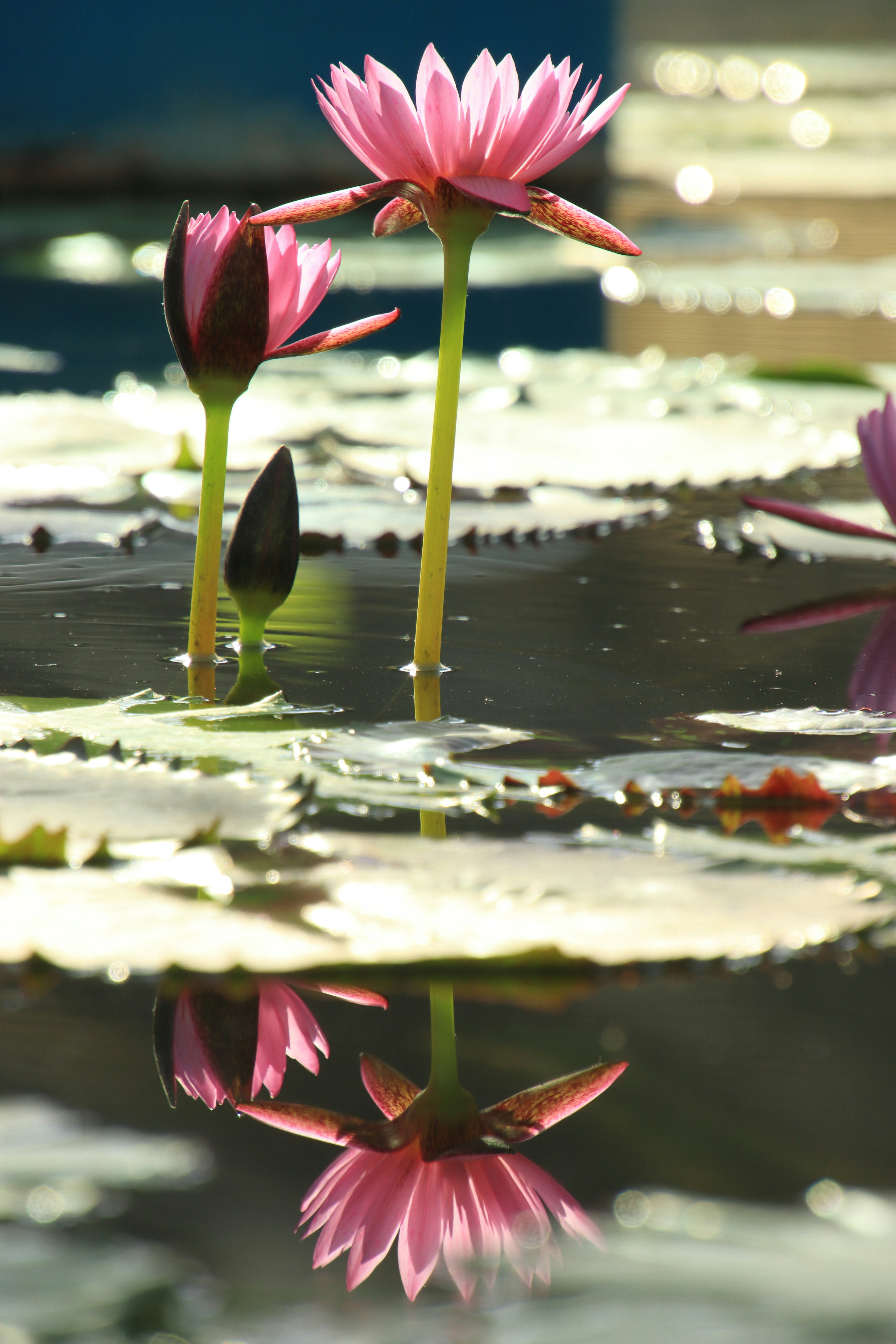 Pink water lilies blooming in a pond with reflections