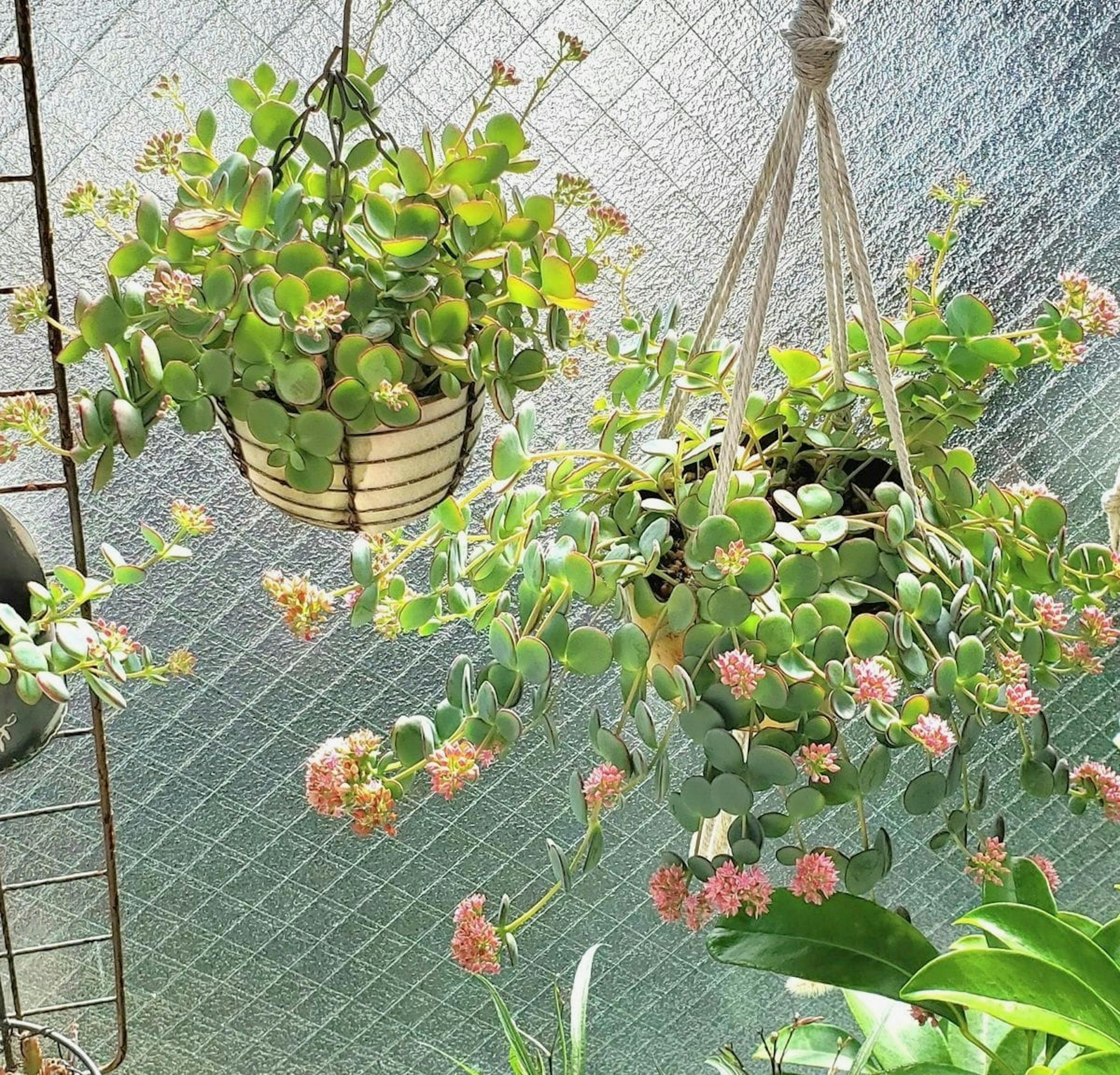 緑の葉とピンクの花を持つ吊り鉢植物が窓際で光を浴びている