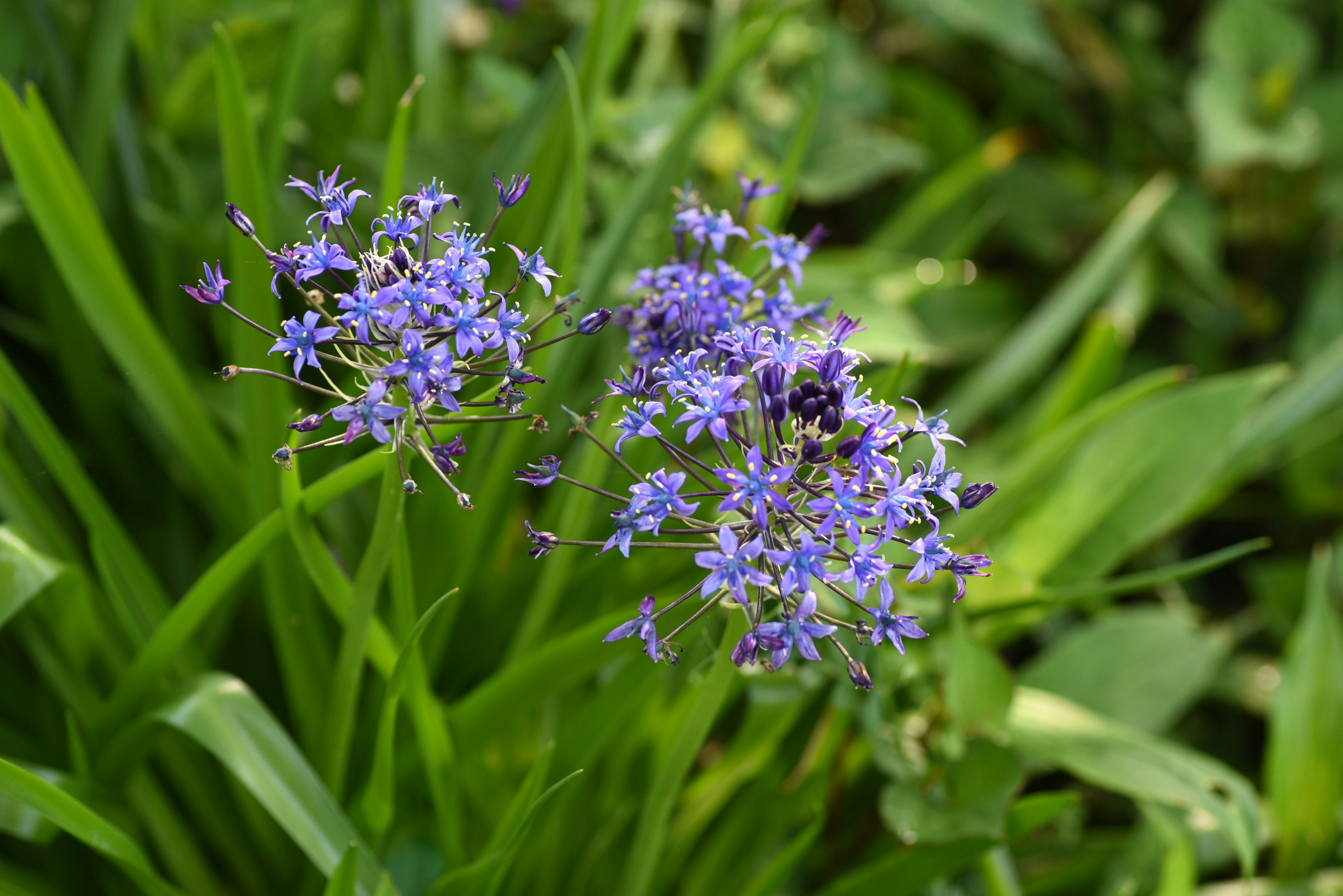 Cluster of small purple flowers among green grass