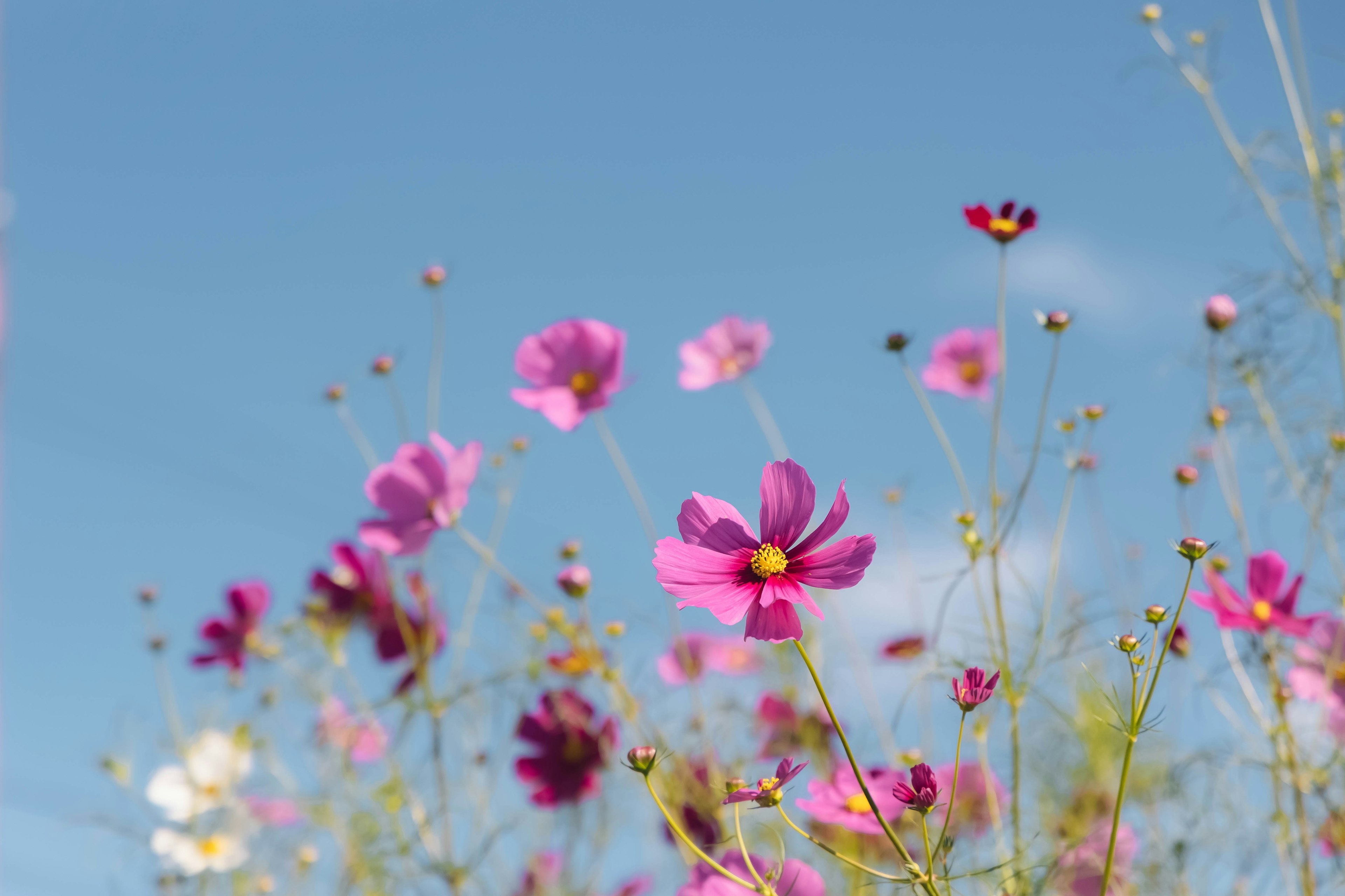 青空の下に咲くピンクのコスモスの花々