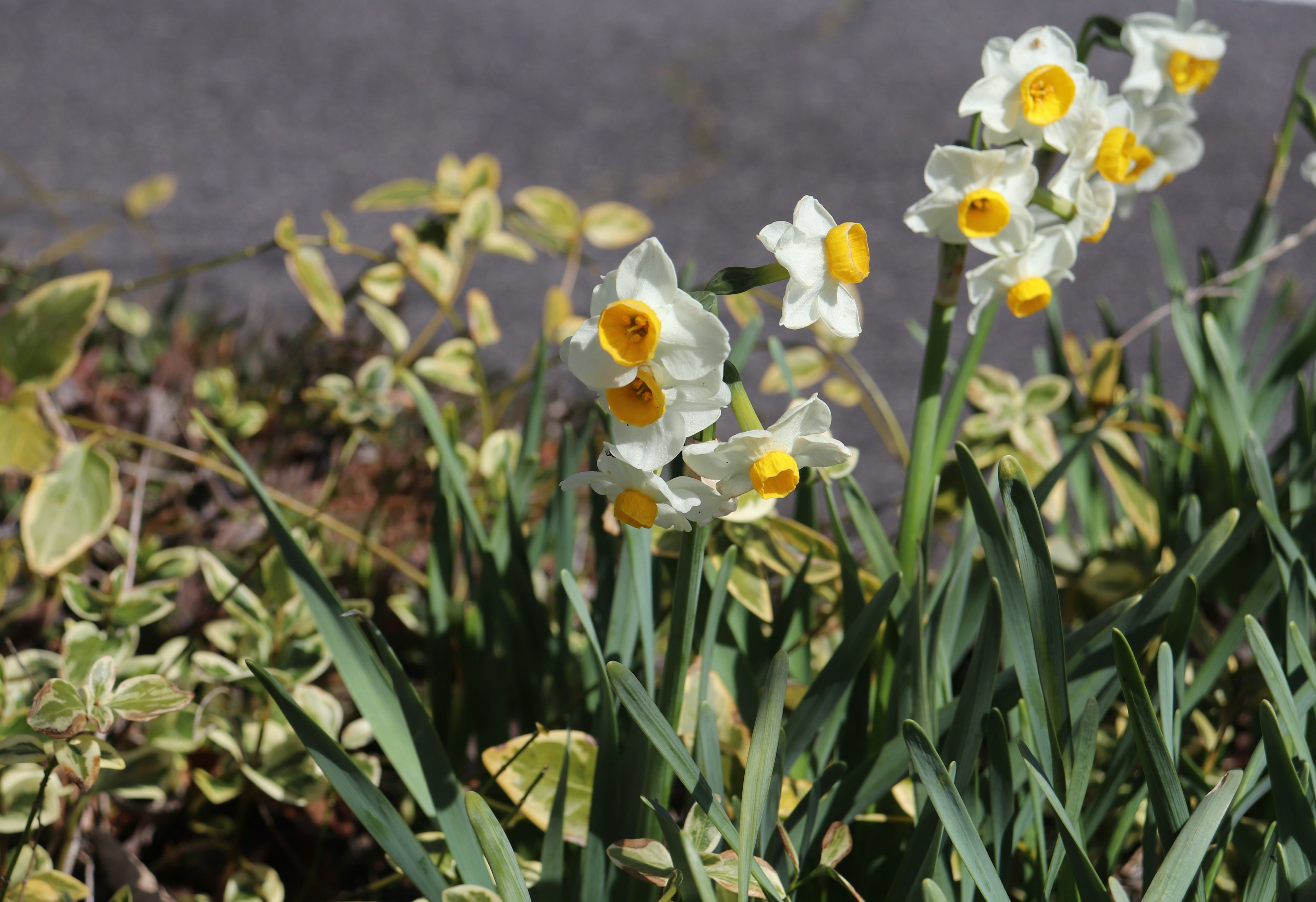 Daffodil flowers with white petals and yellow centers blooming among green leaves