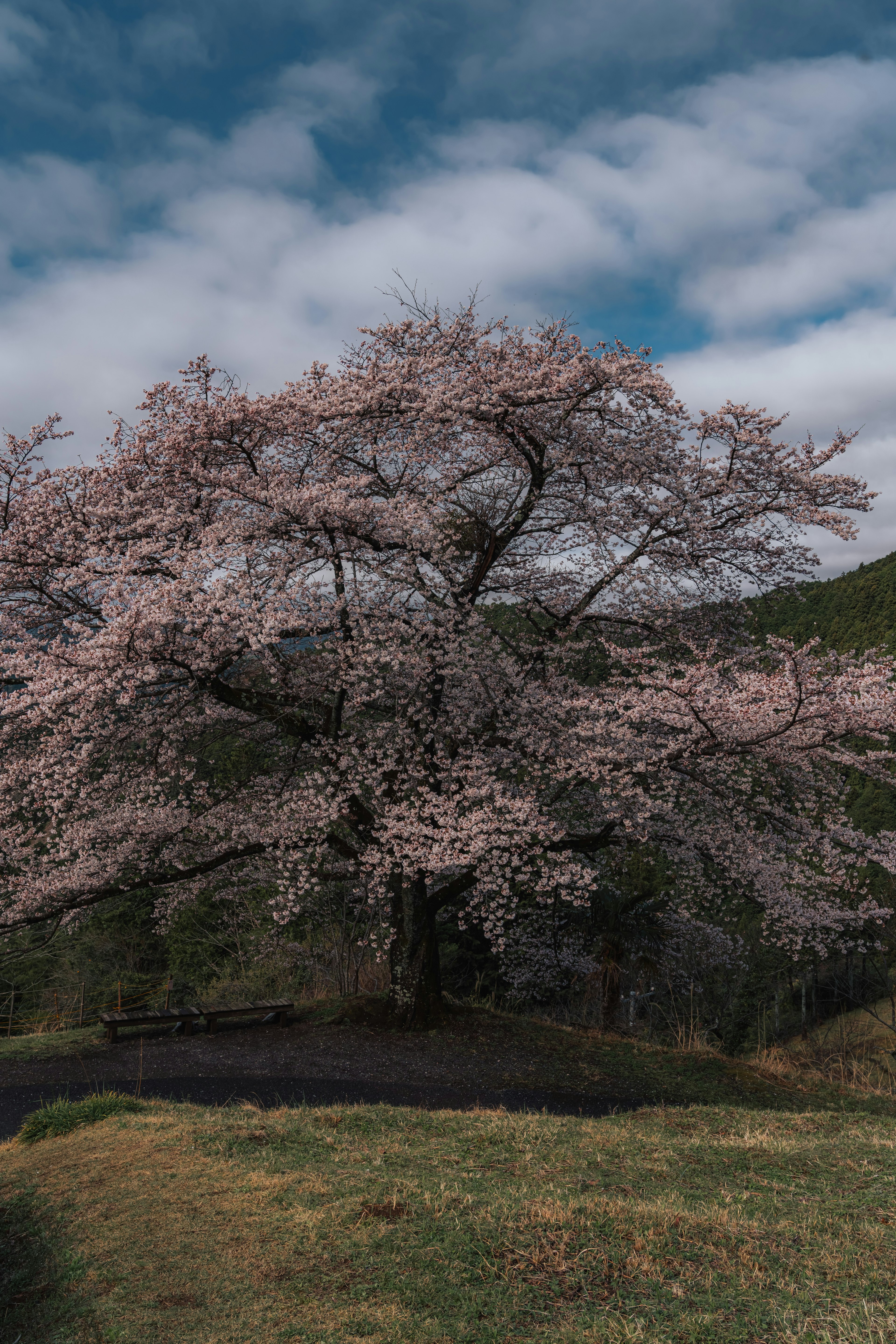 満開の桜の木が青い空の下に立っている