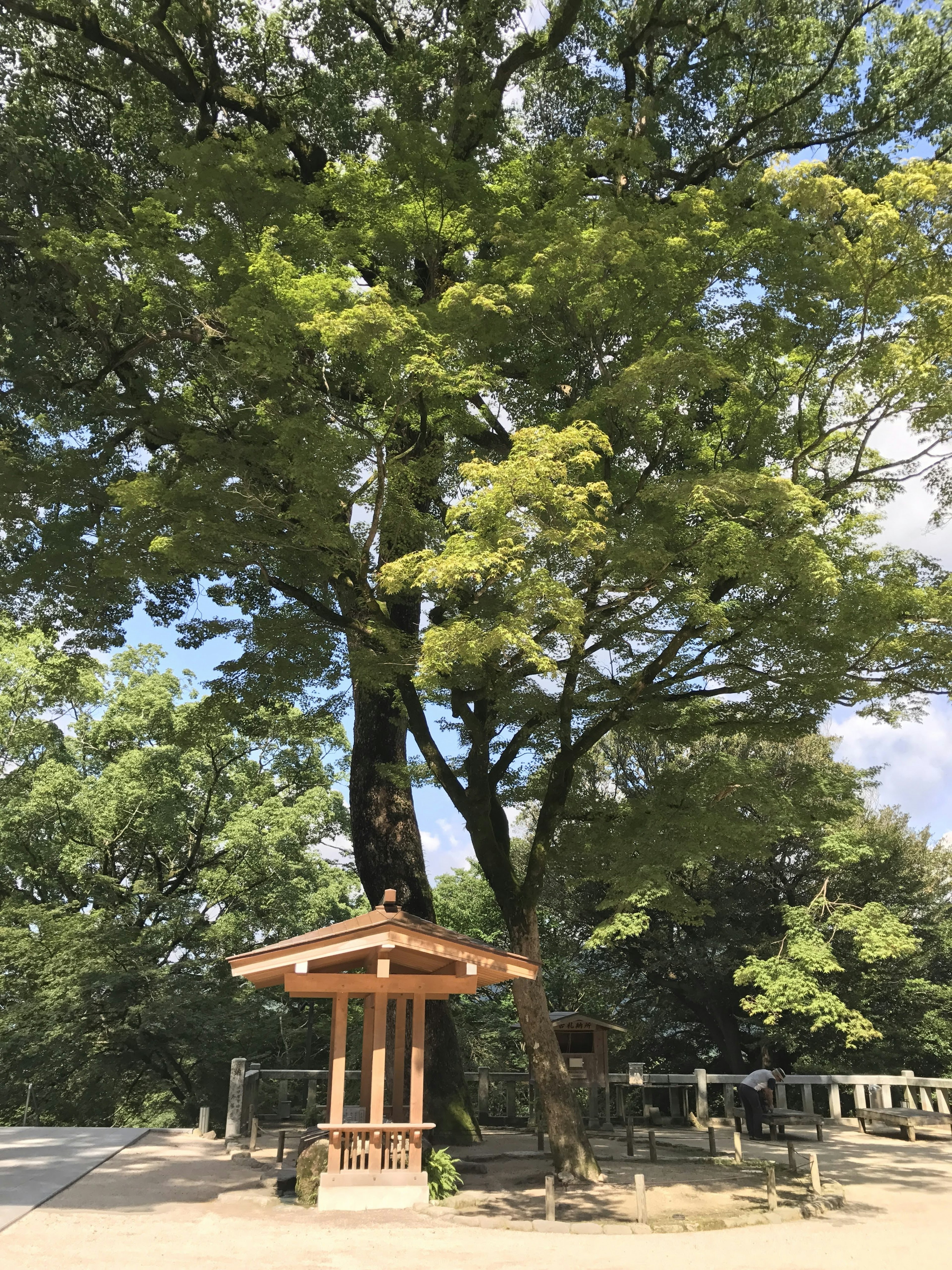 Wooden pavilion under a large tree surrounded by greenery