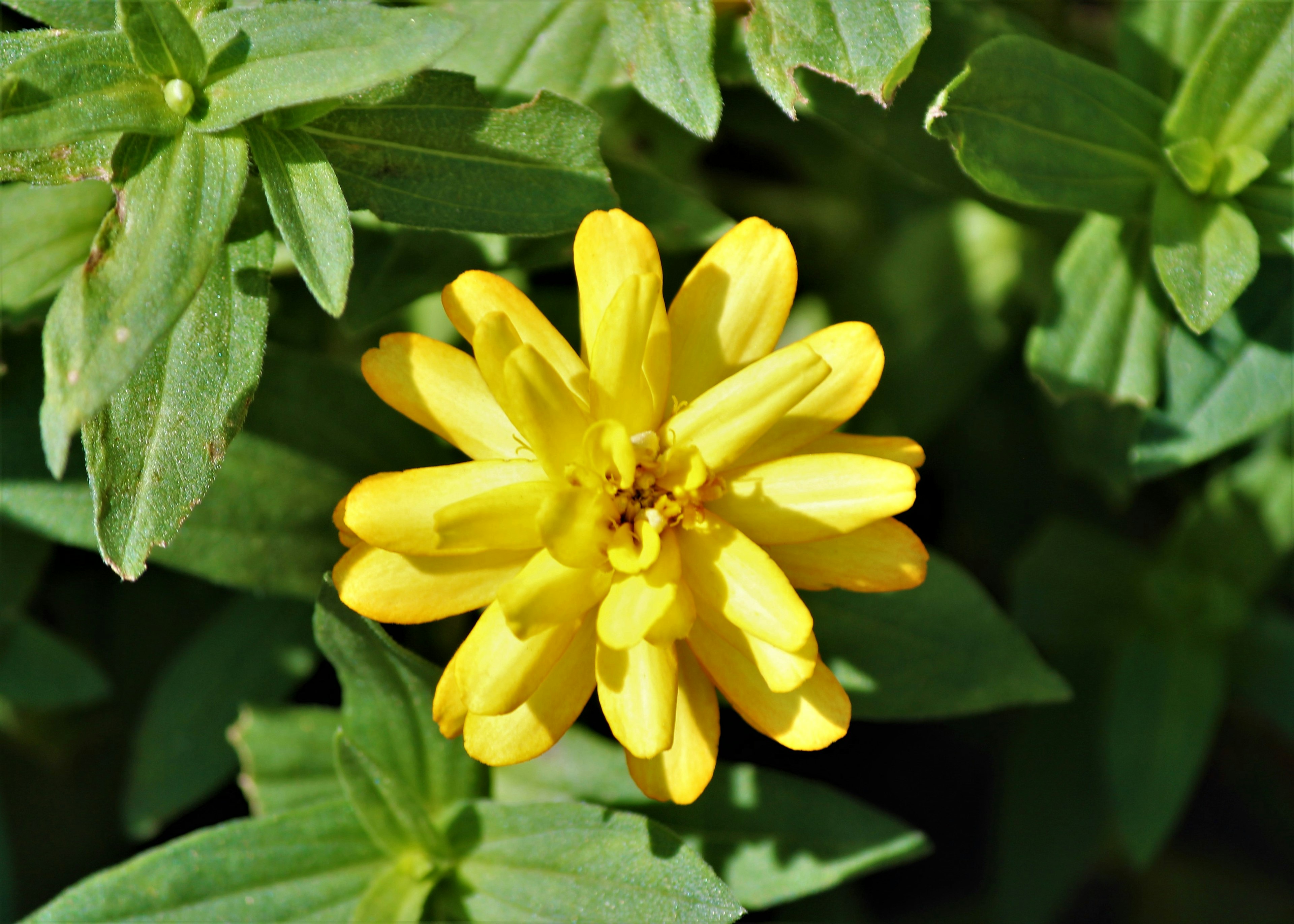 Une fleur jaune vif entourée de feuilles vertes