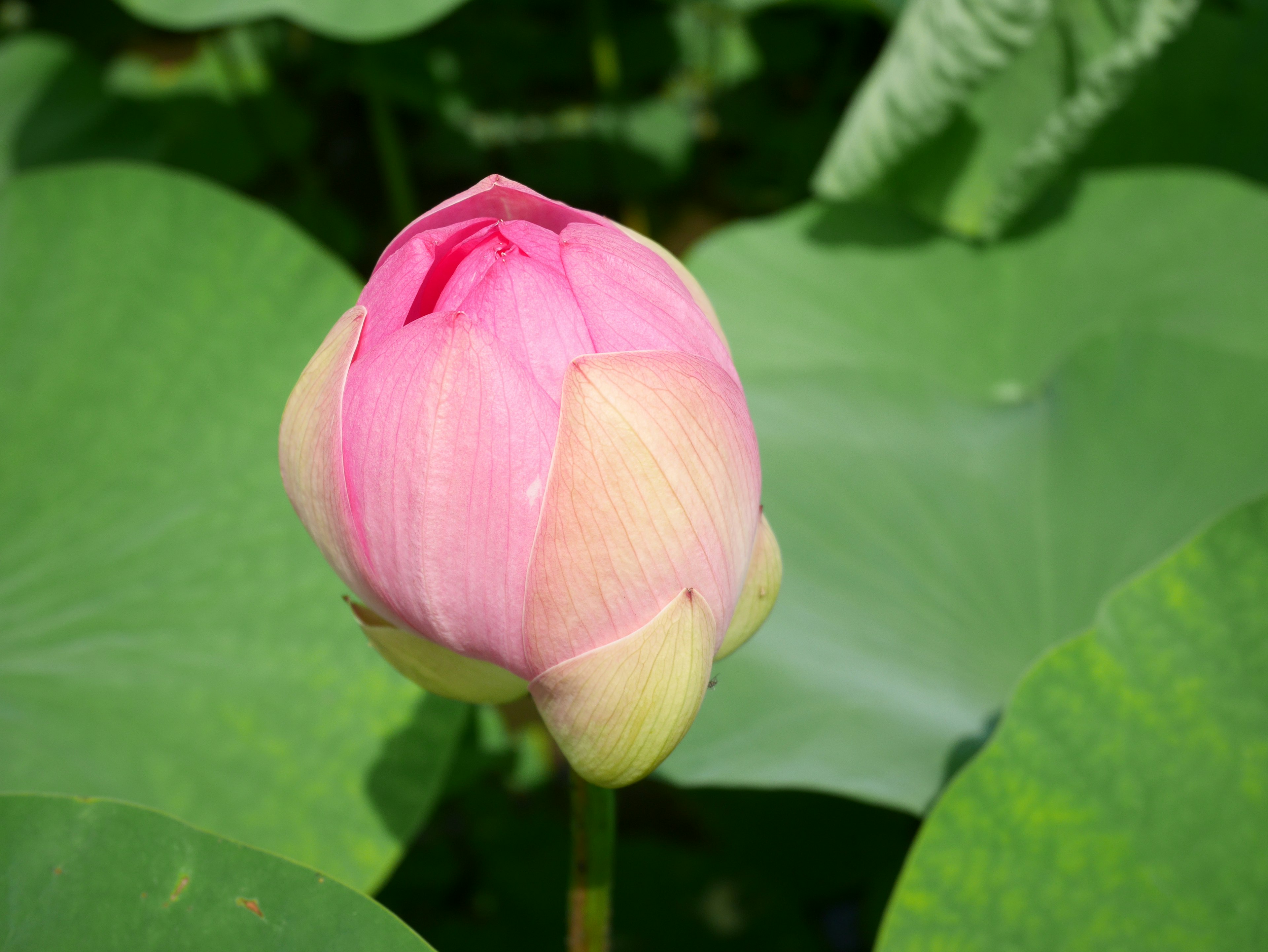 Un hermoso capullo de loto rosa rodeado de hojas verdes