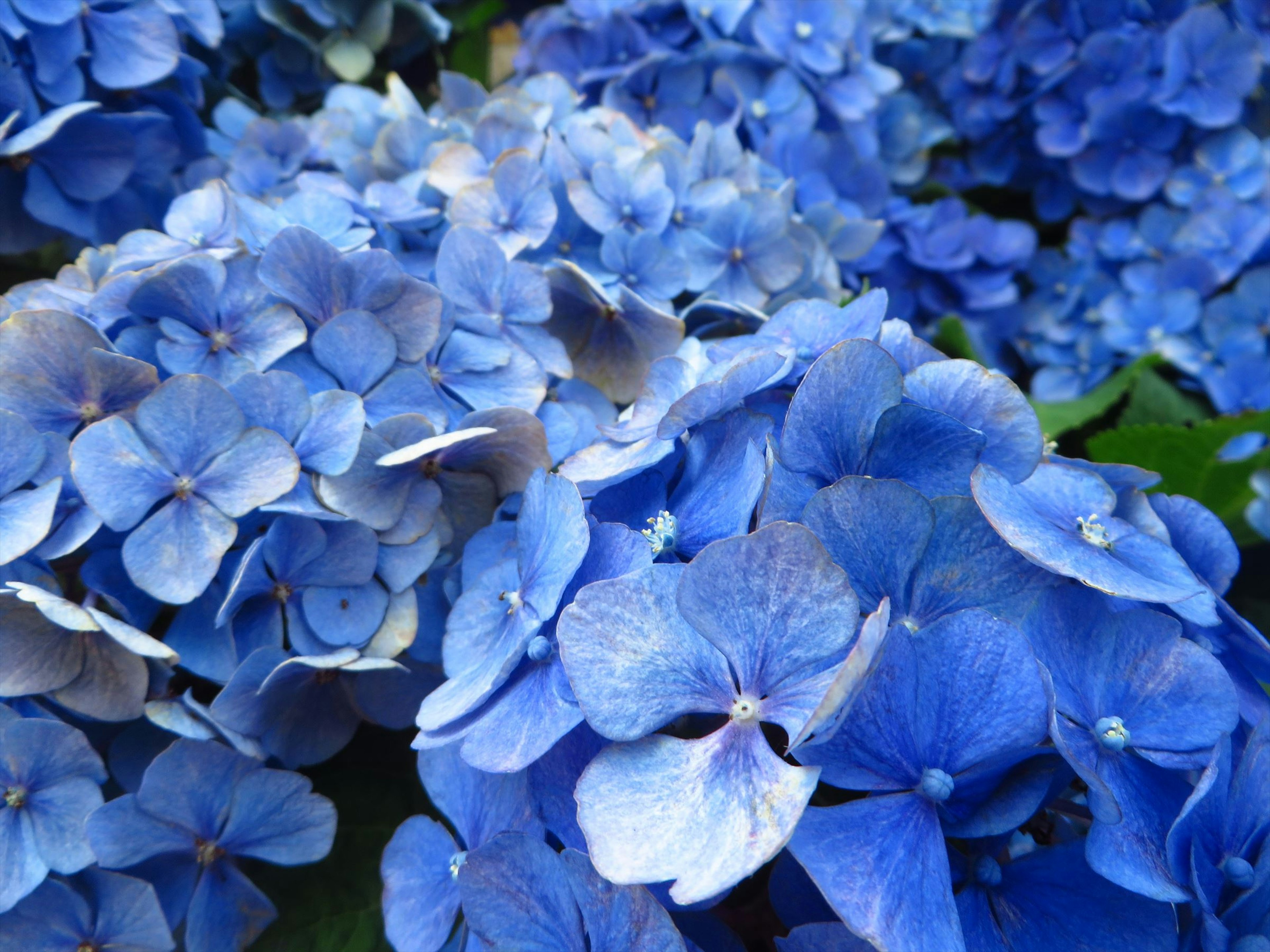 Massa di fiori di ortensia blu in piena fioritura