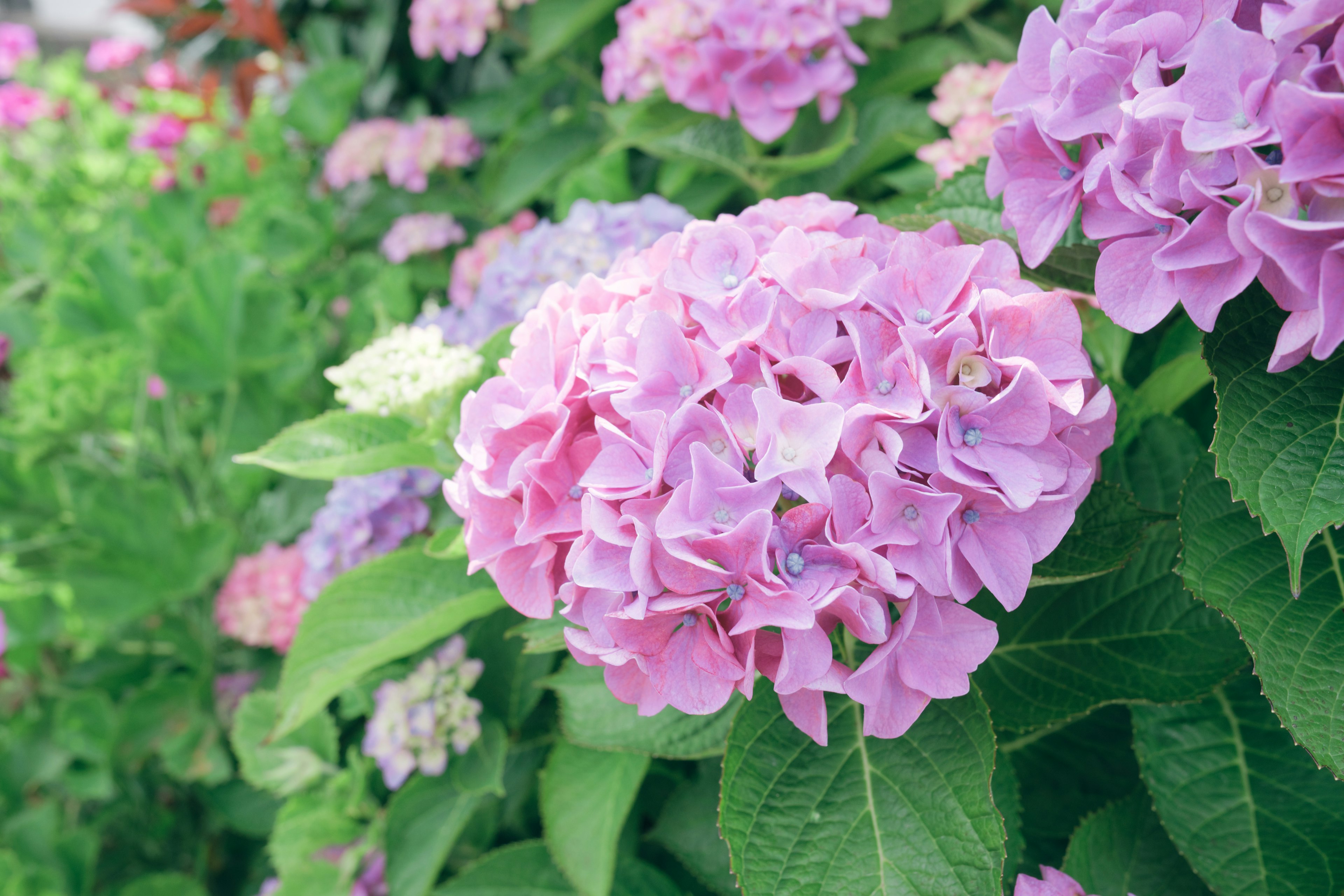 Pemandangan taman yang indah dengan bunga hydrangea pink yang mekar