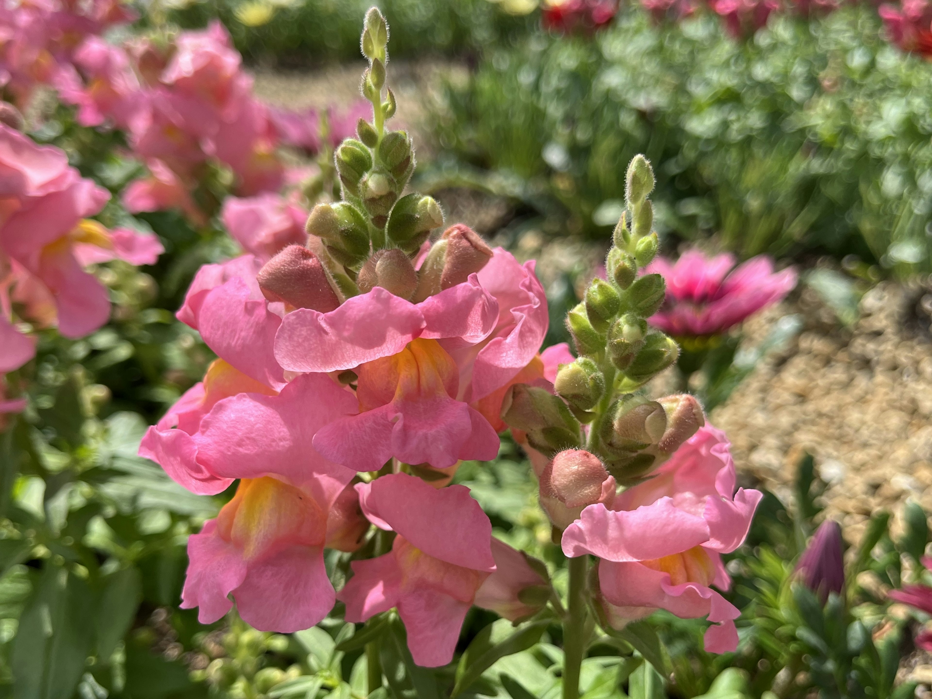 Pemandangan taman yang indah dengan bunga snapdragon merah muda yang sedang mekar