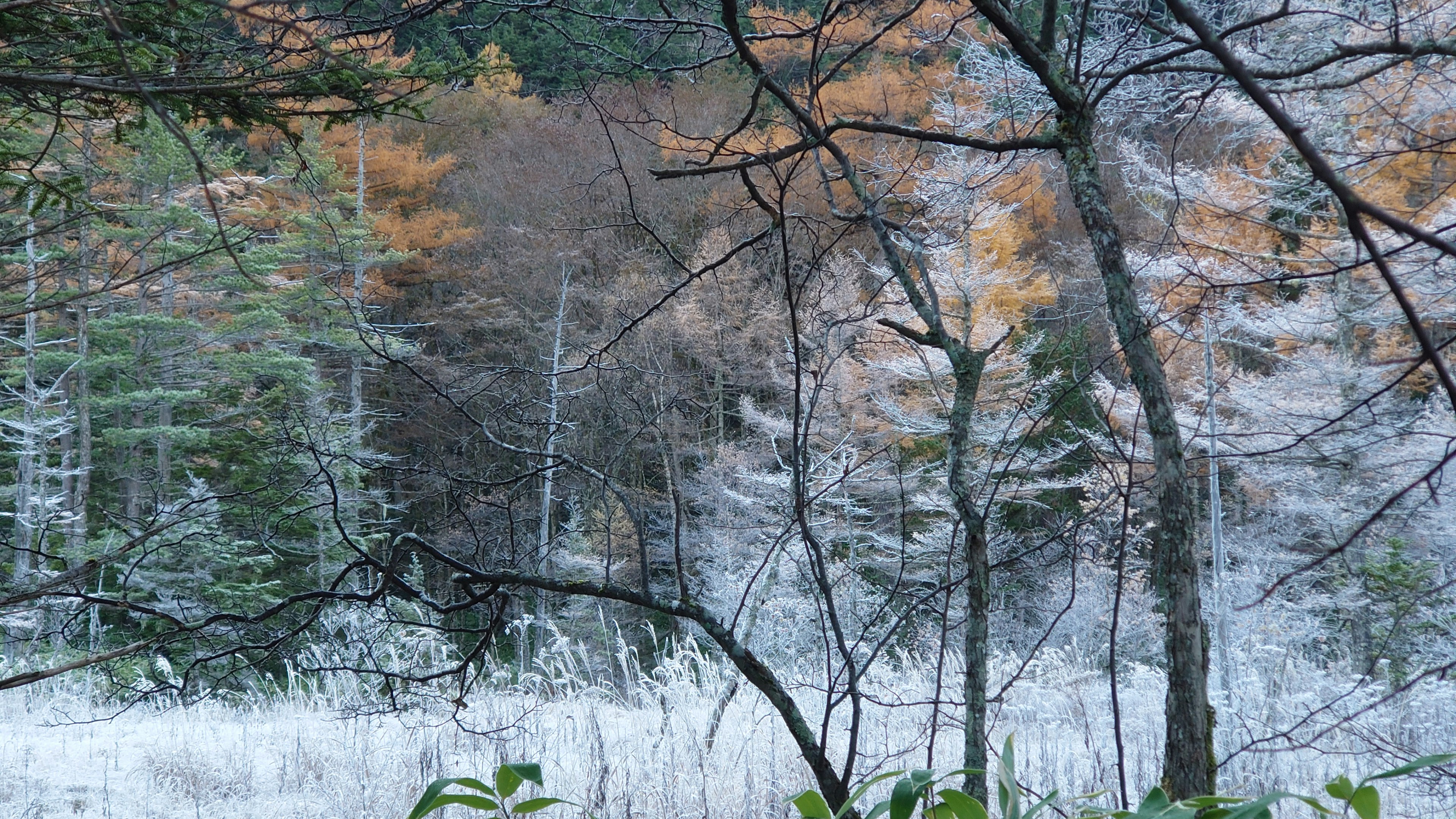 Winterwaldlandschaft mit frostbedeckten Bäumen und orangefarbenen Blättern