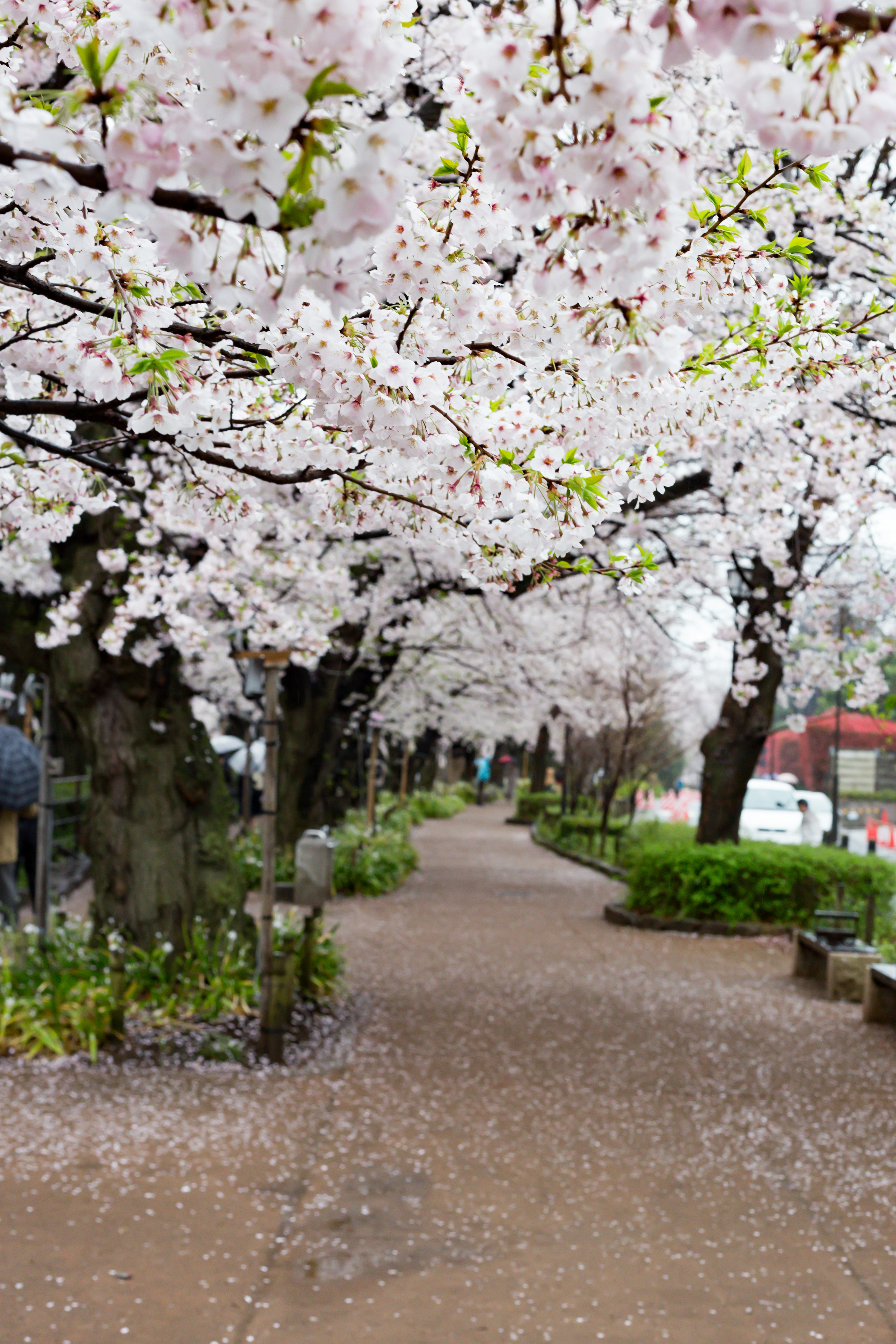 Jalan pemandangan yang dikelilingi oleh pohon cherry blossom