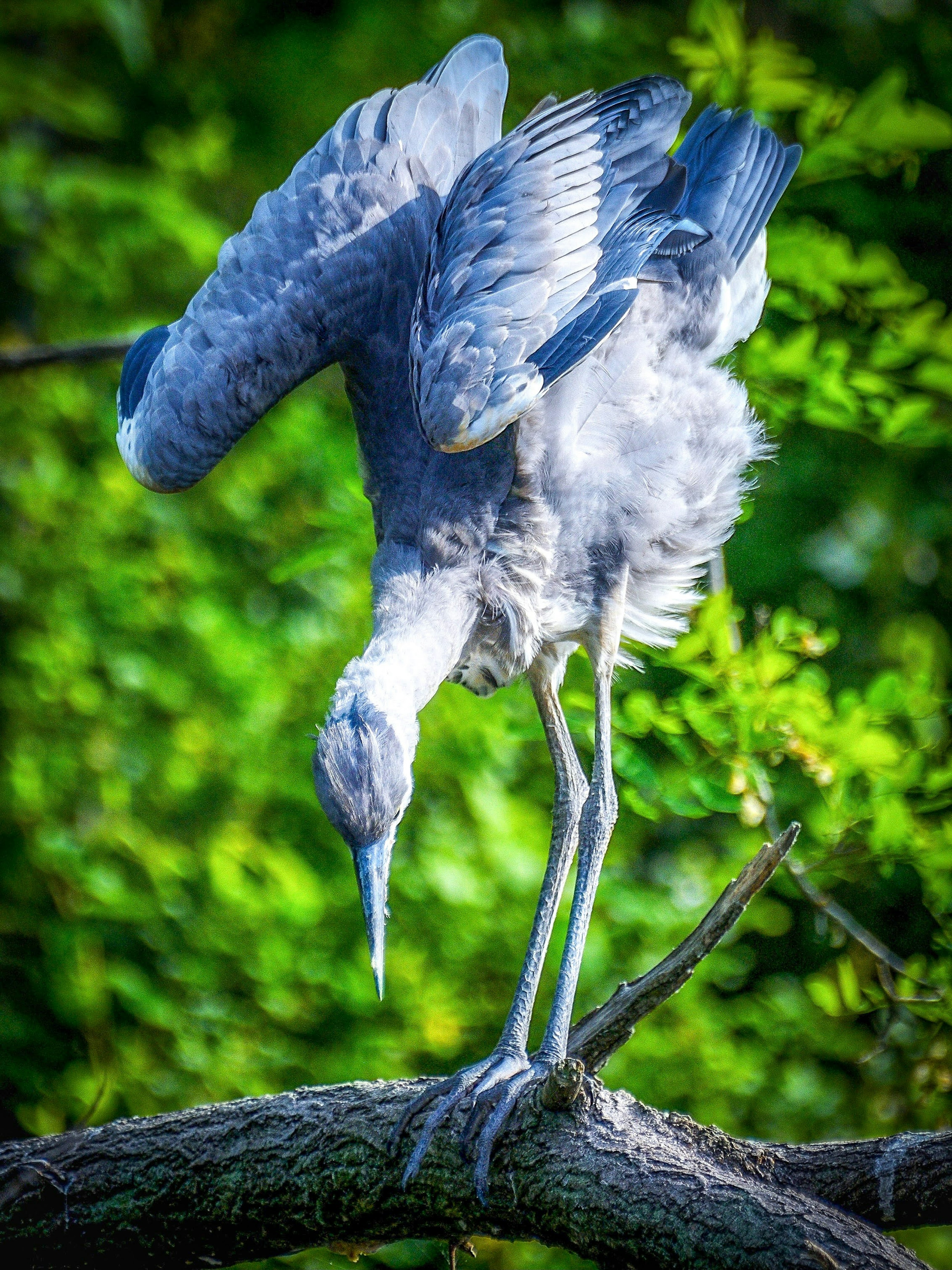 青い羽を持つ鳥が木の枝に立っている