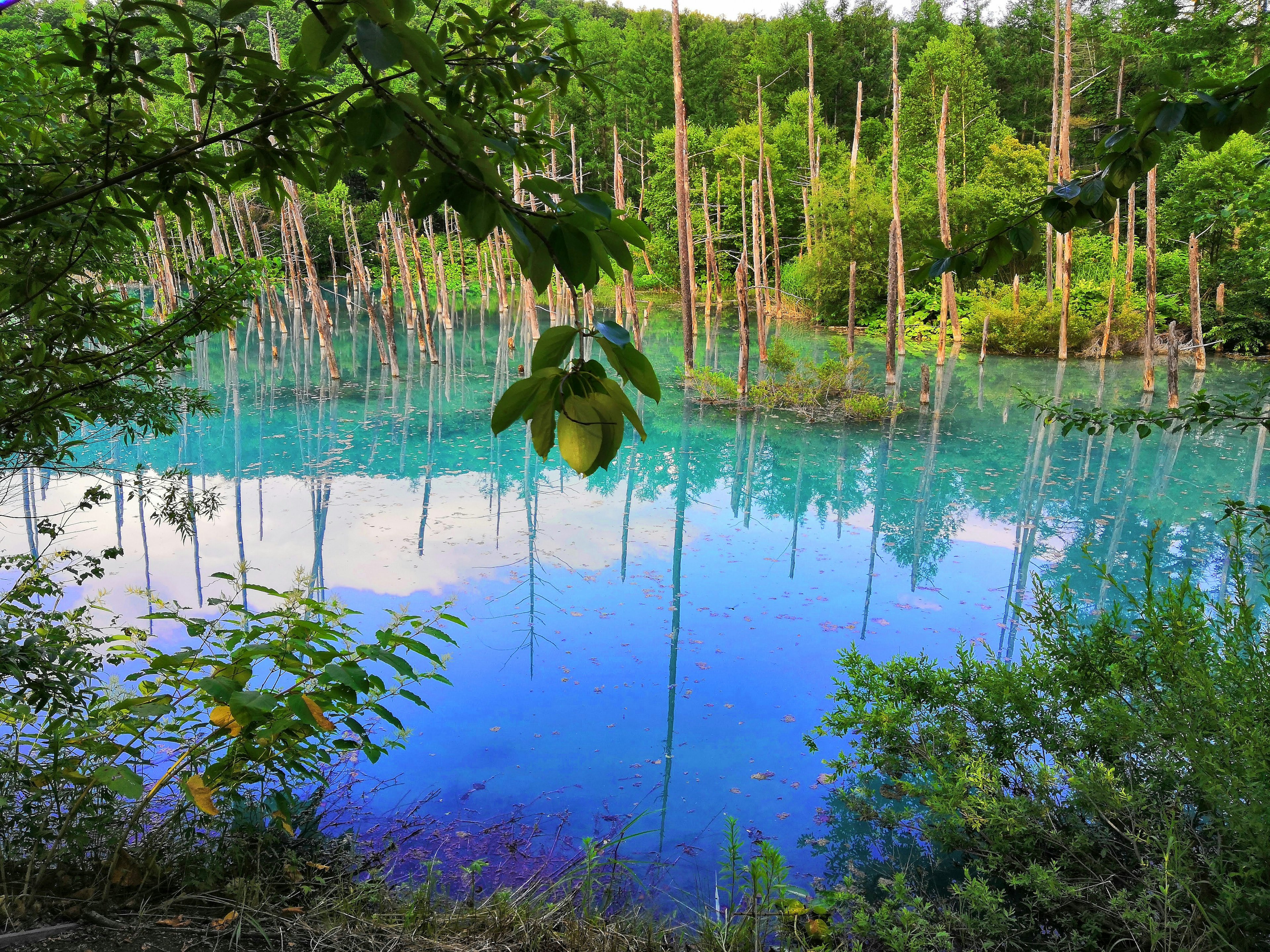 A serene blue pond reflecting dead trees and lush greenery