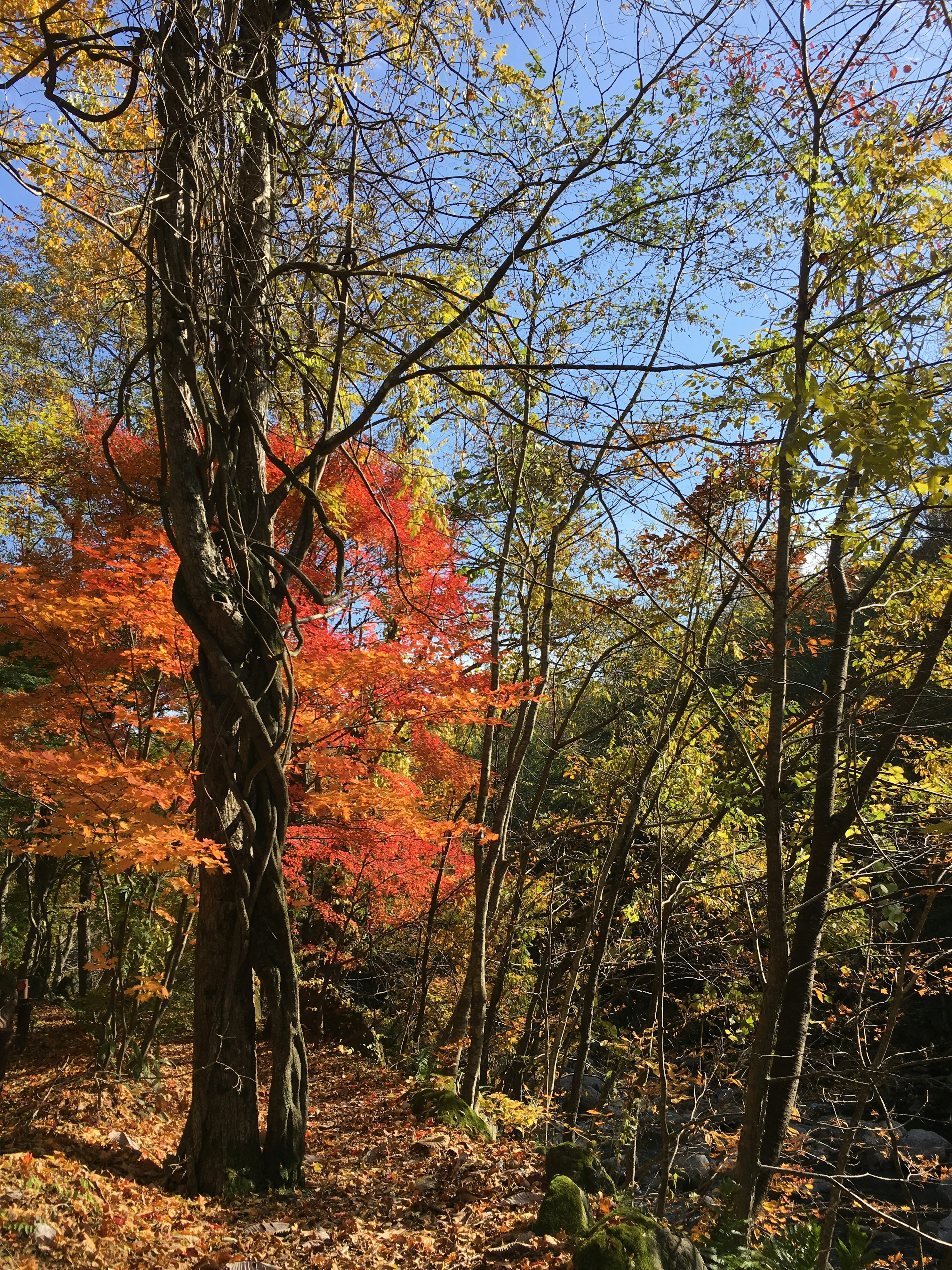 Waldlandschaft mit Herbstlaub und blauem Himmel