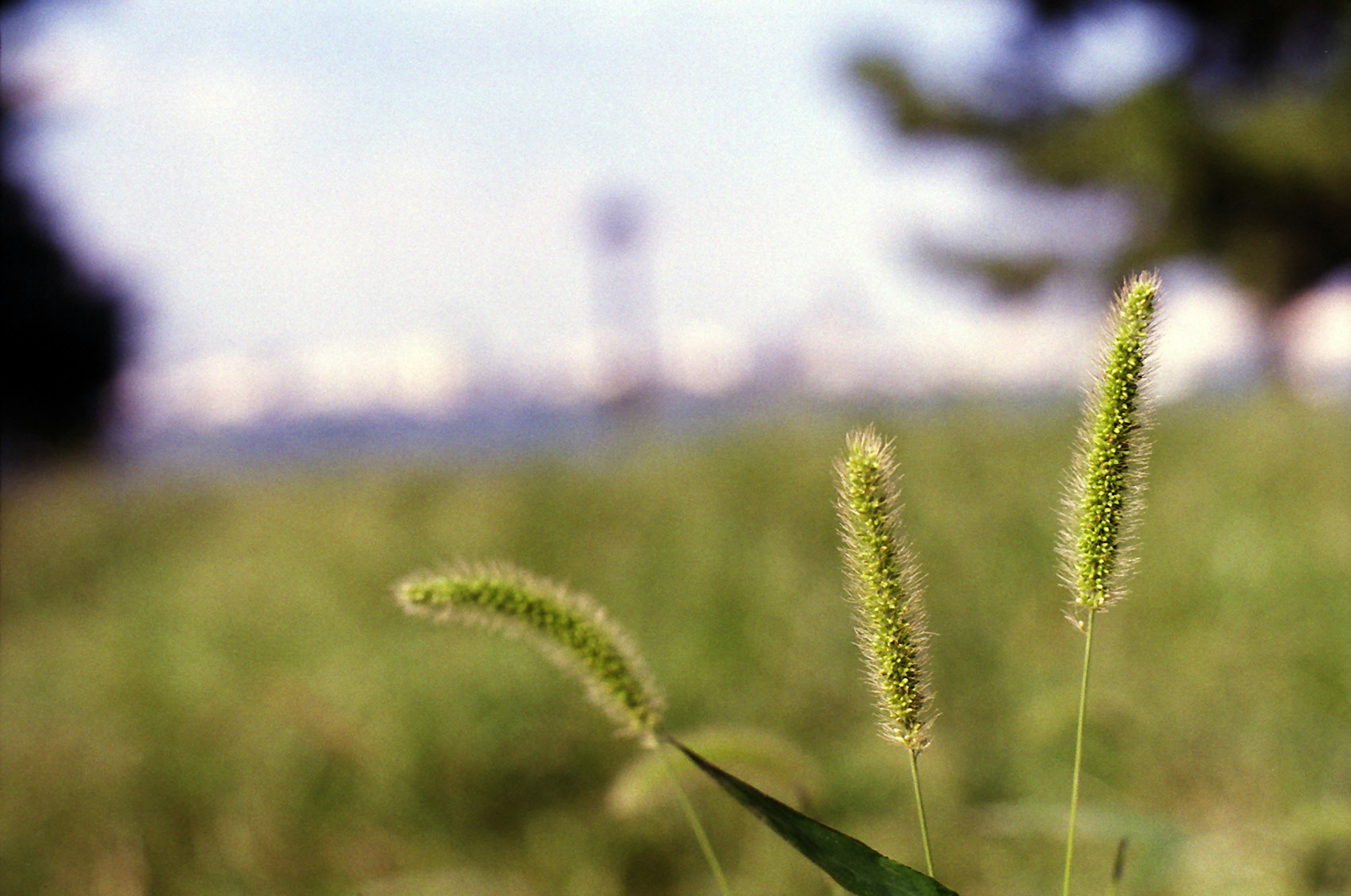 Grüne Grasblüten mit Ähren im Vordergrund und einer verschwommenen Landschaft im Hintergrund