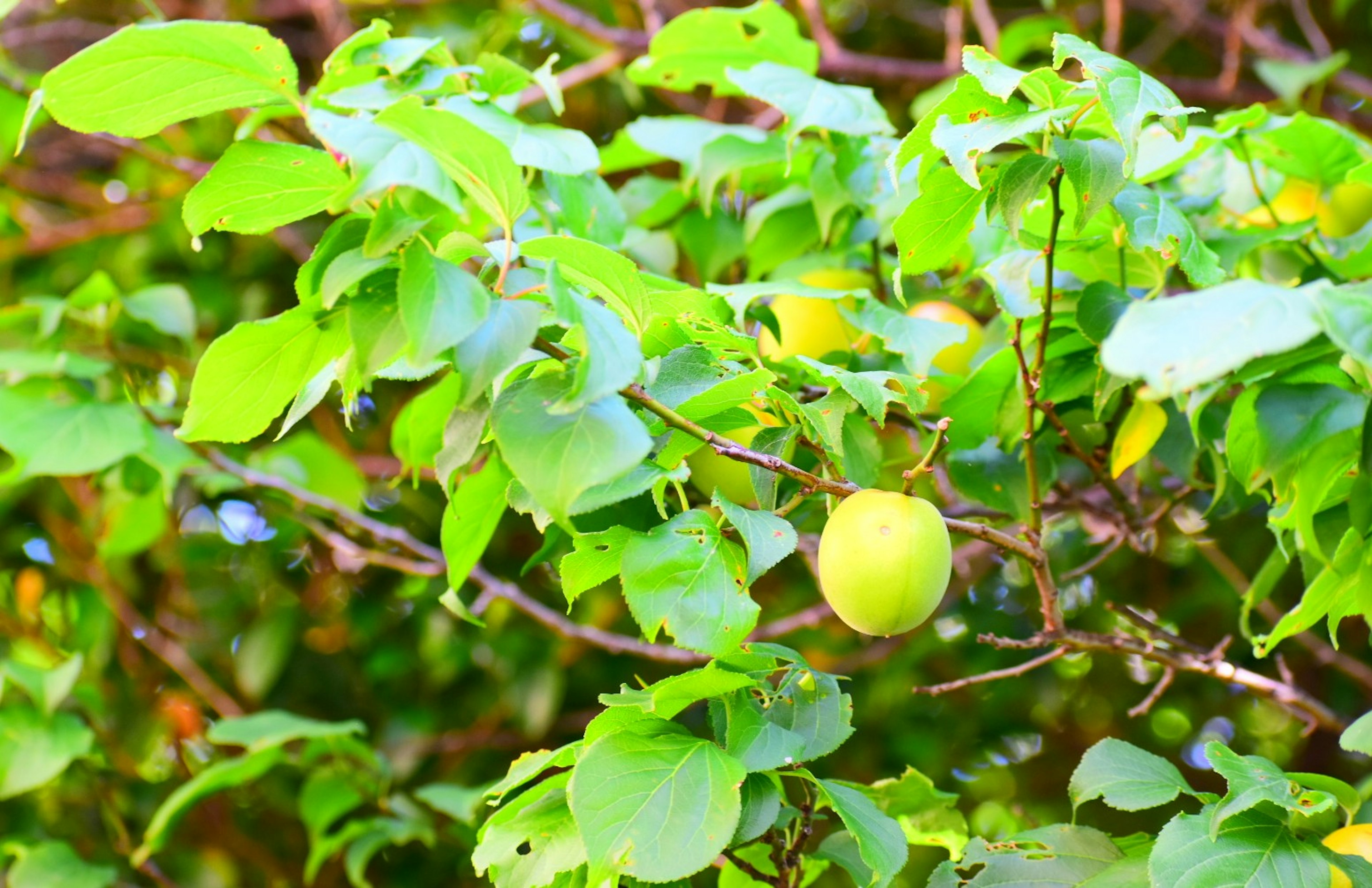 Feuilles vertes avec un fruit jaune