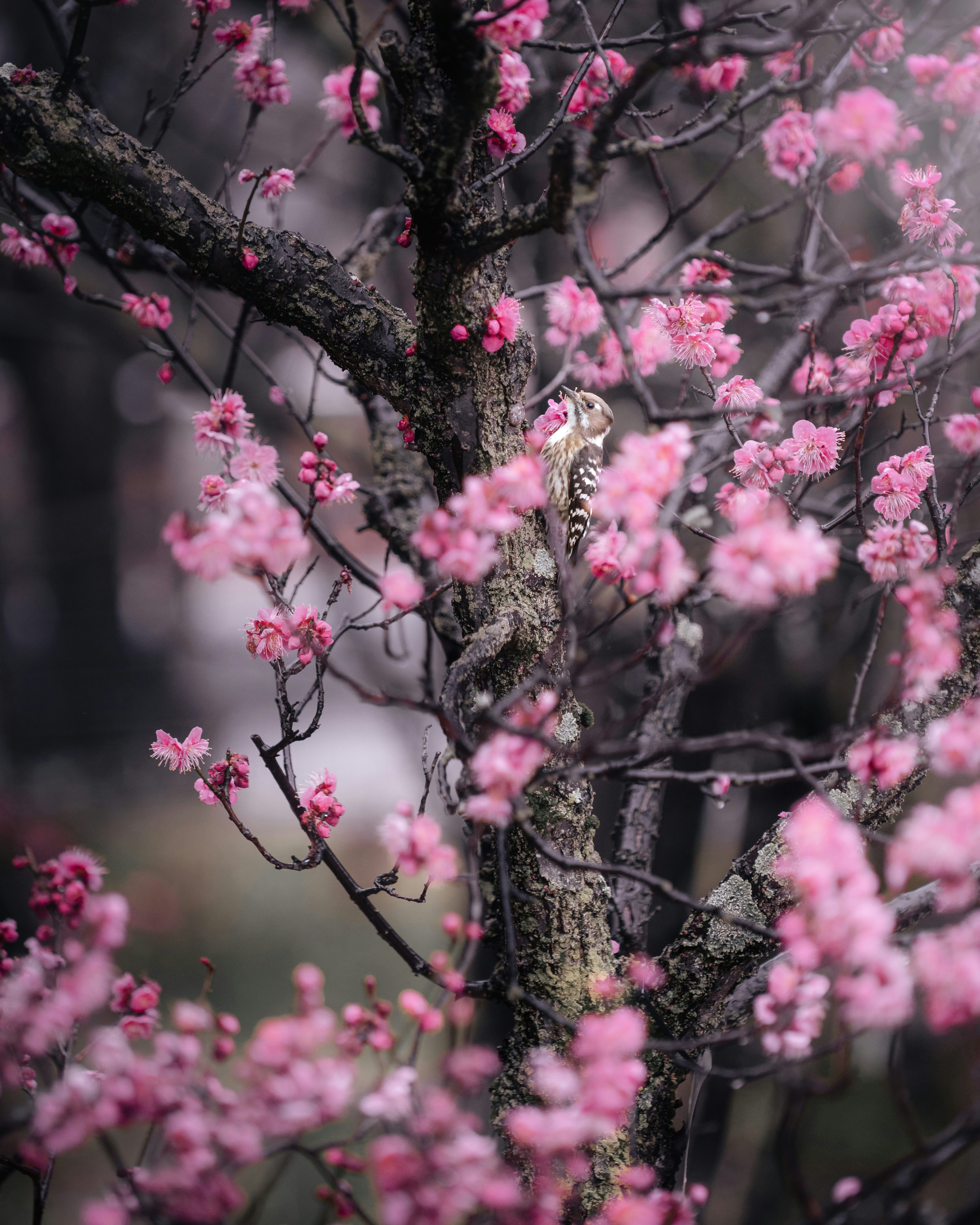 Gros plan sur un cerisier en fleurs avec des fleurs roses vives