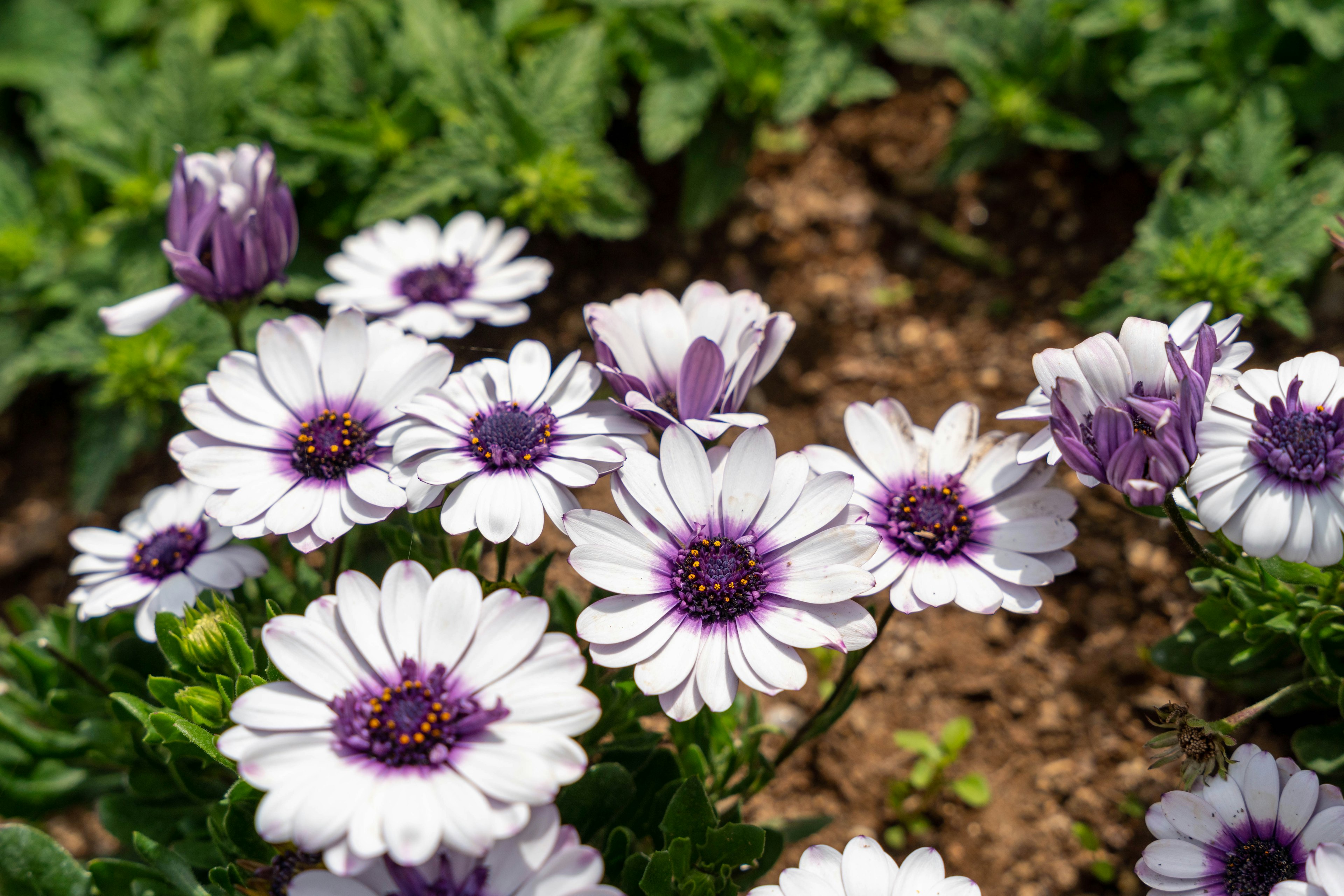 Un jardin de fleurs blanches avec des centres violets fleurissant au soleil