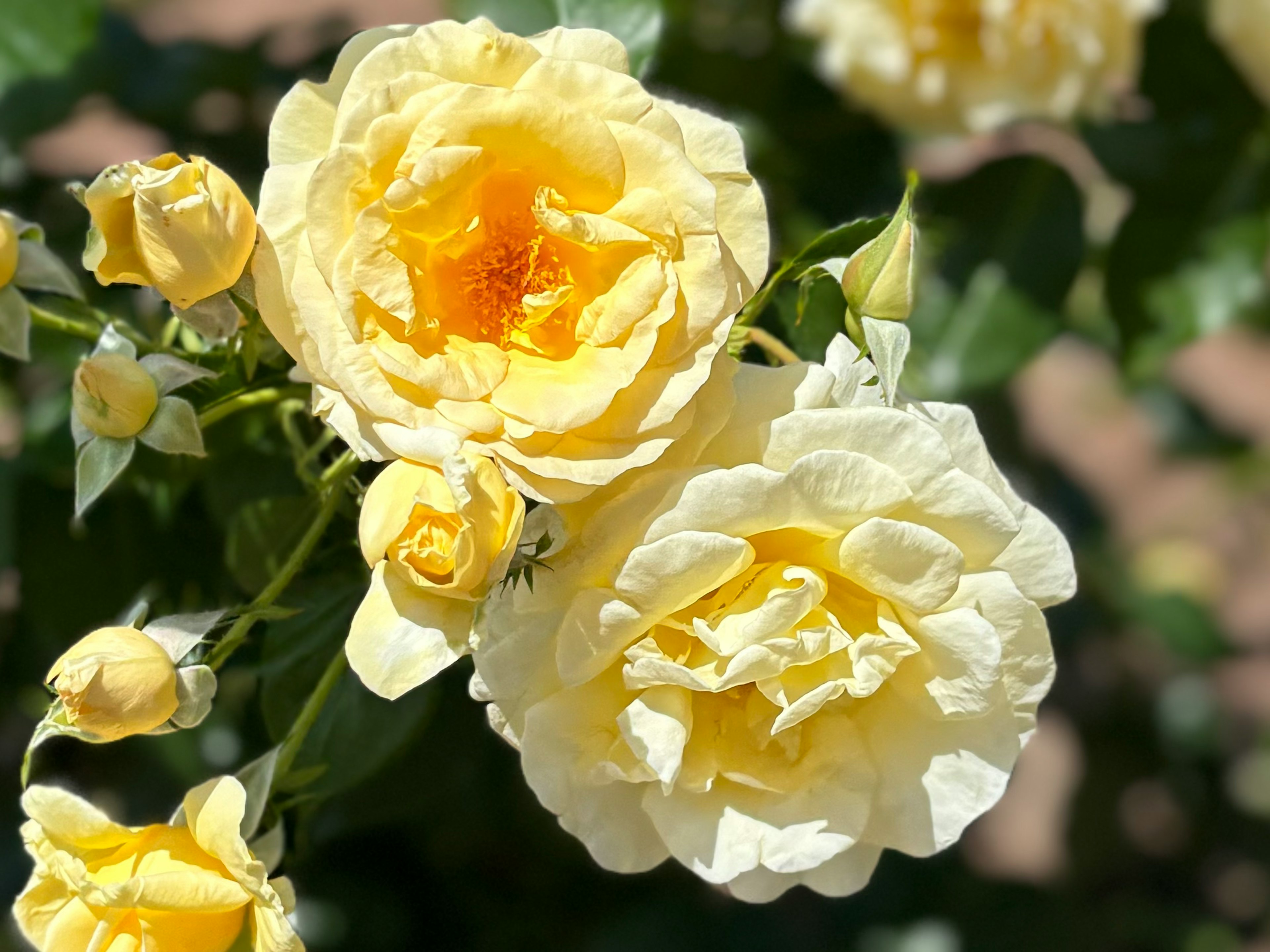 黄色いバラの花が咲いている様子