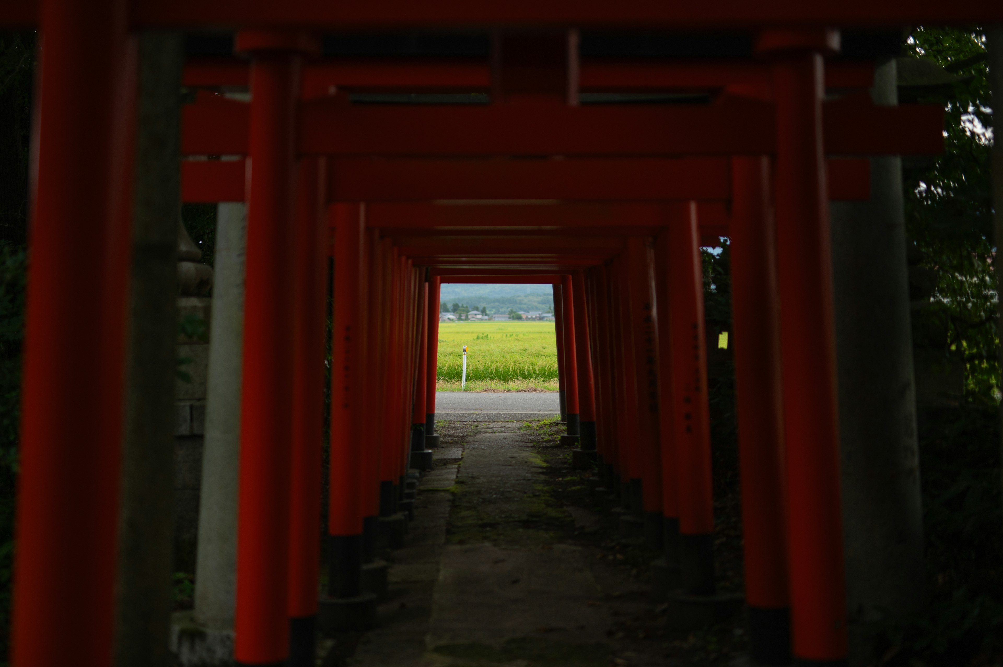 Tunnel of red torii gates leading to a green landscape