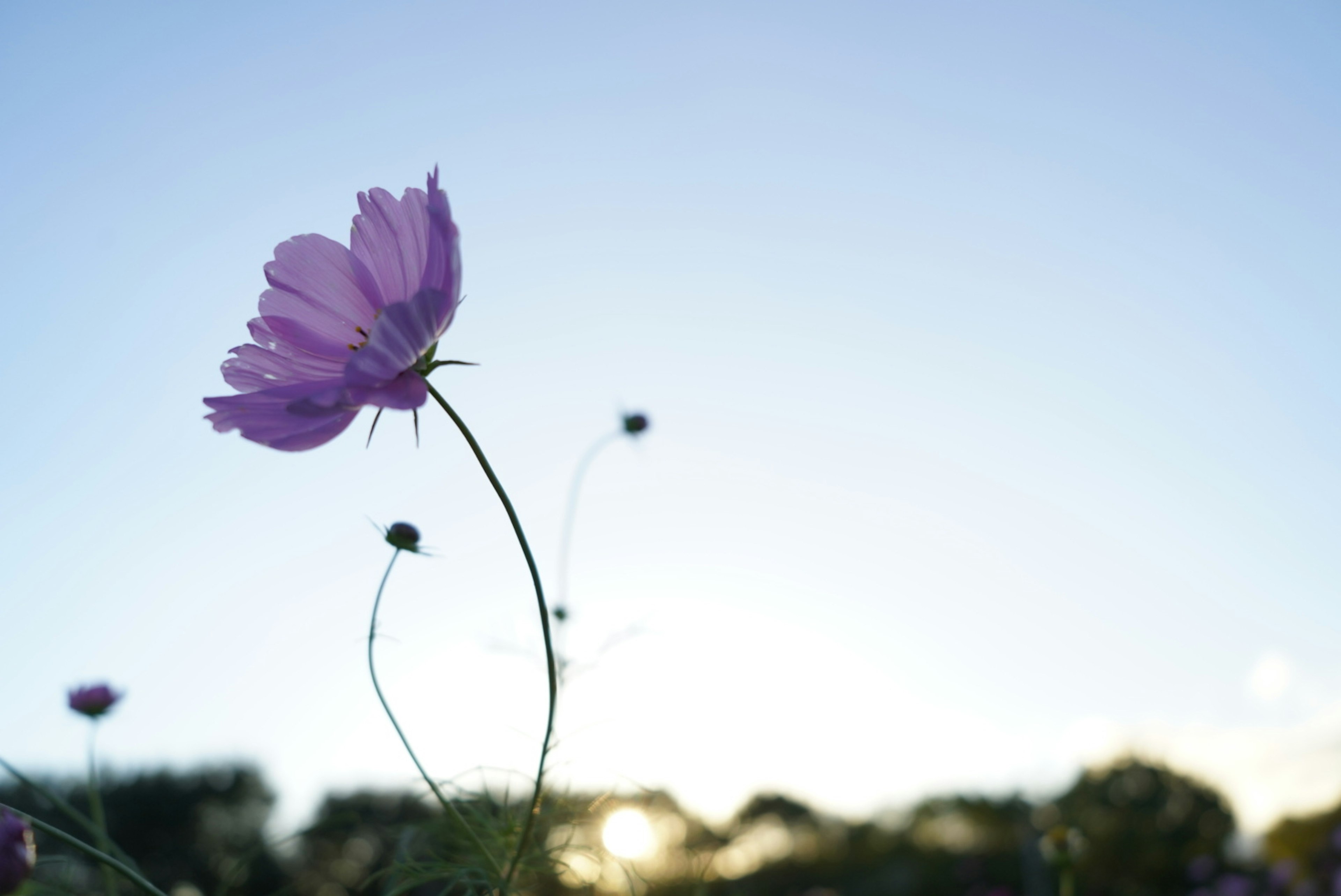 紫色の花が青い空に向かって咲いている美しい風景