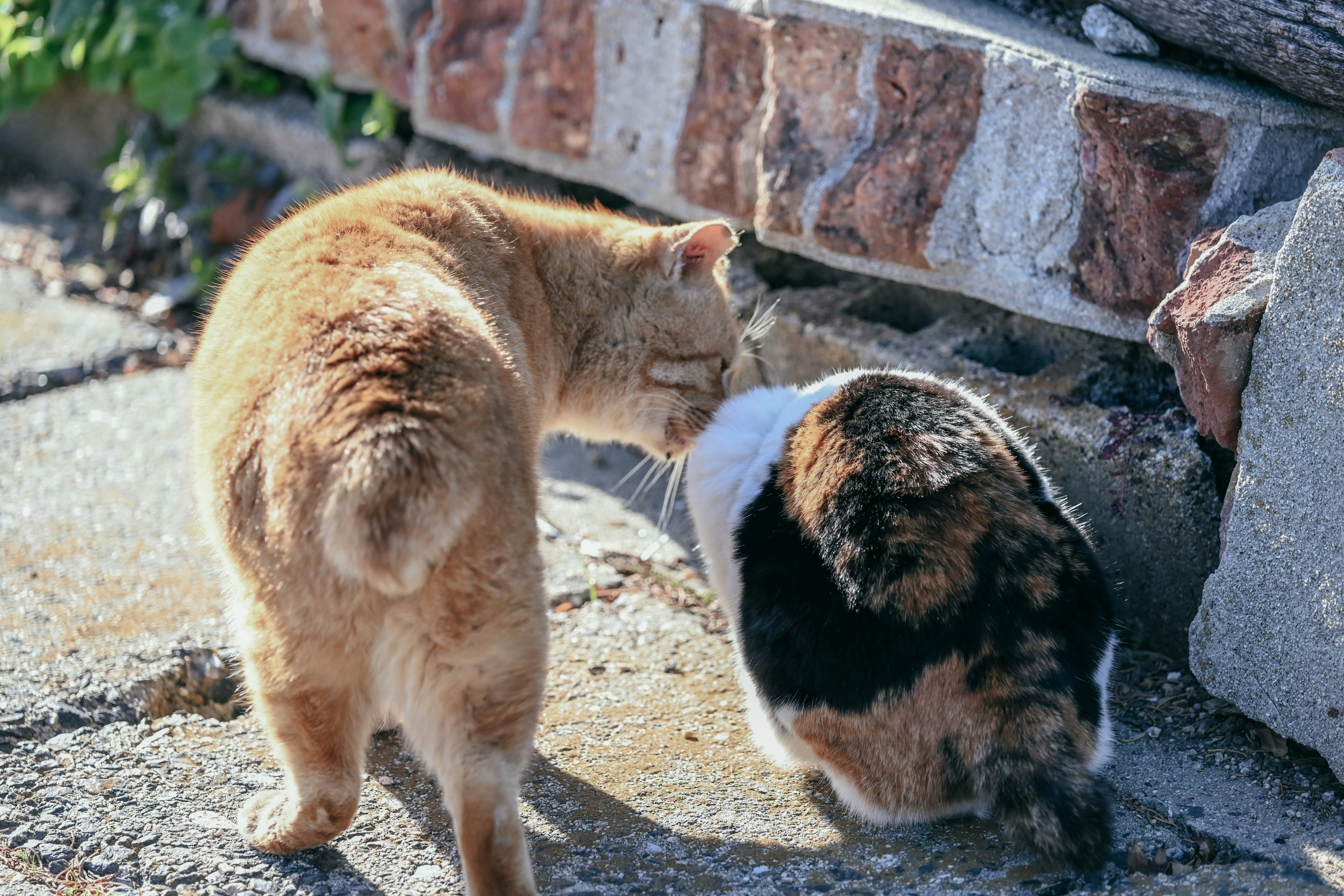 Two cats interacting playfully one orange tabby cat and one black and white cat in front of a stone wall