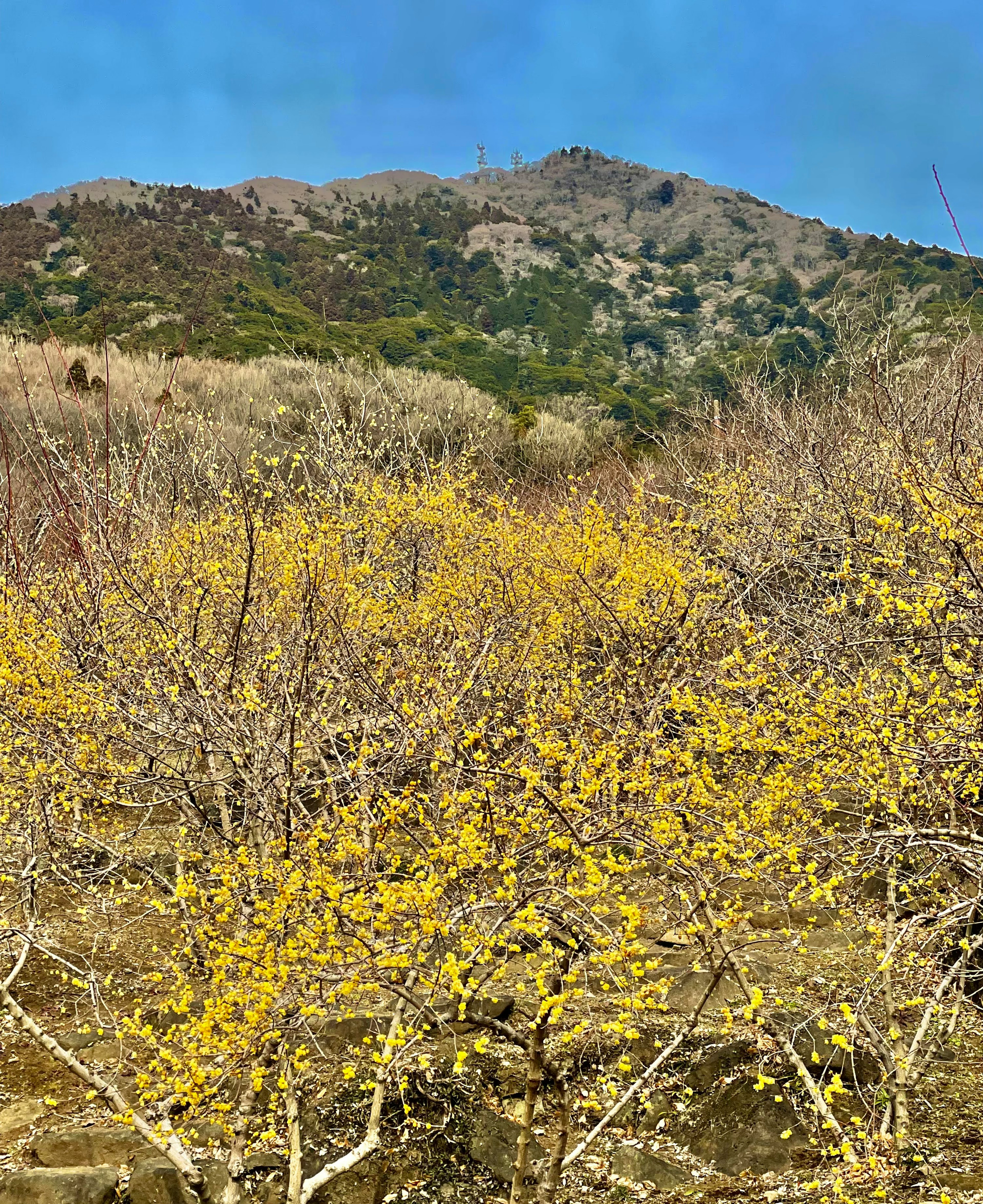 Scenic view of yellow flowering trees and a mountain