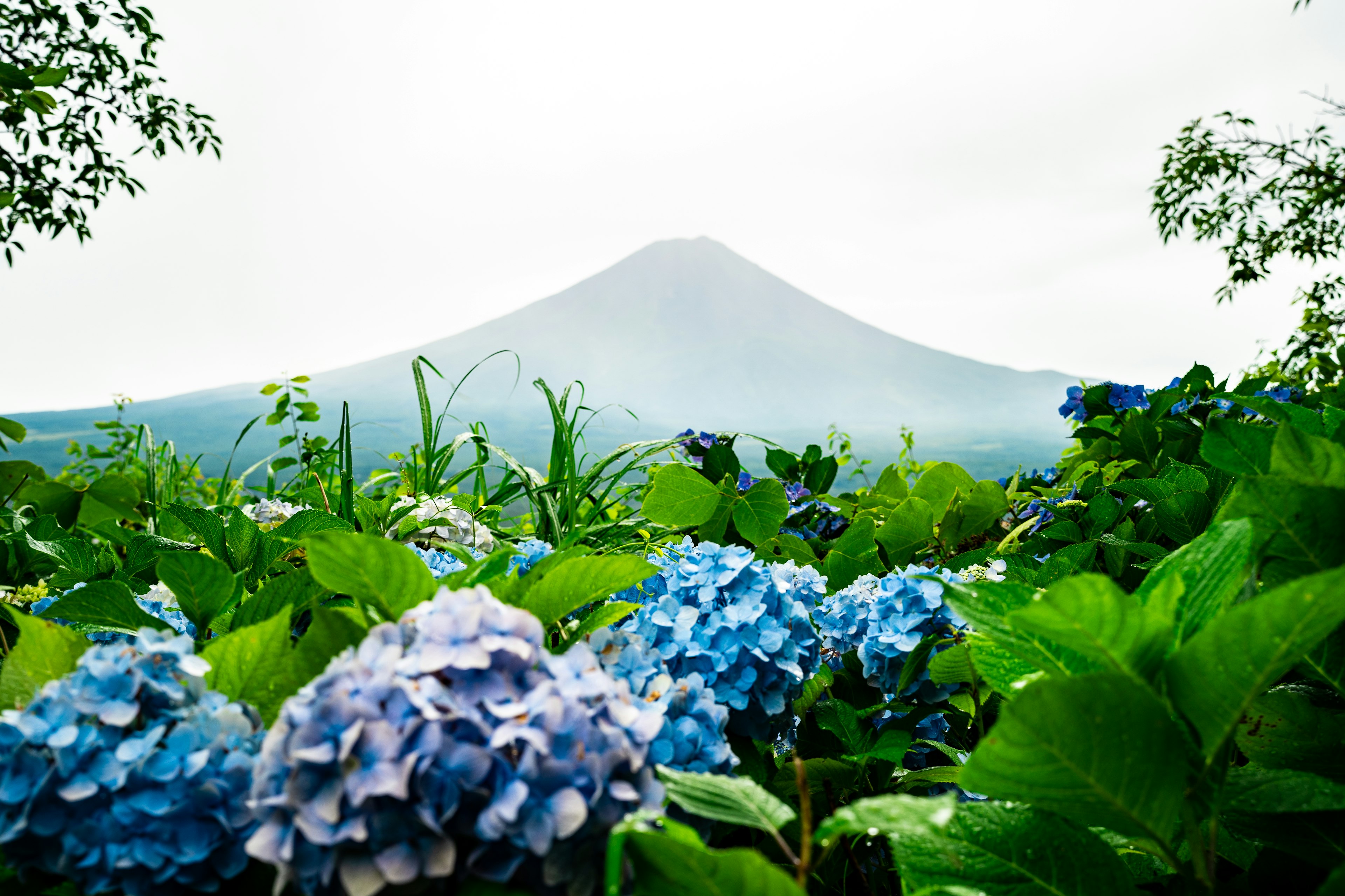 青い紫陽花と山の景色