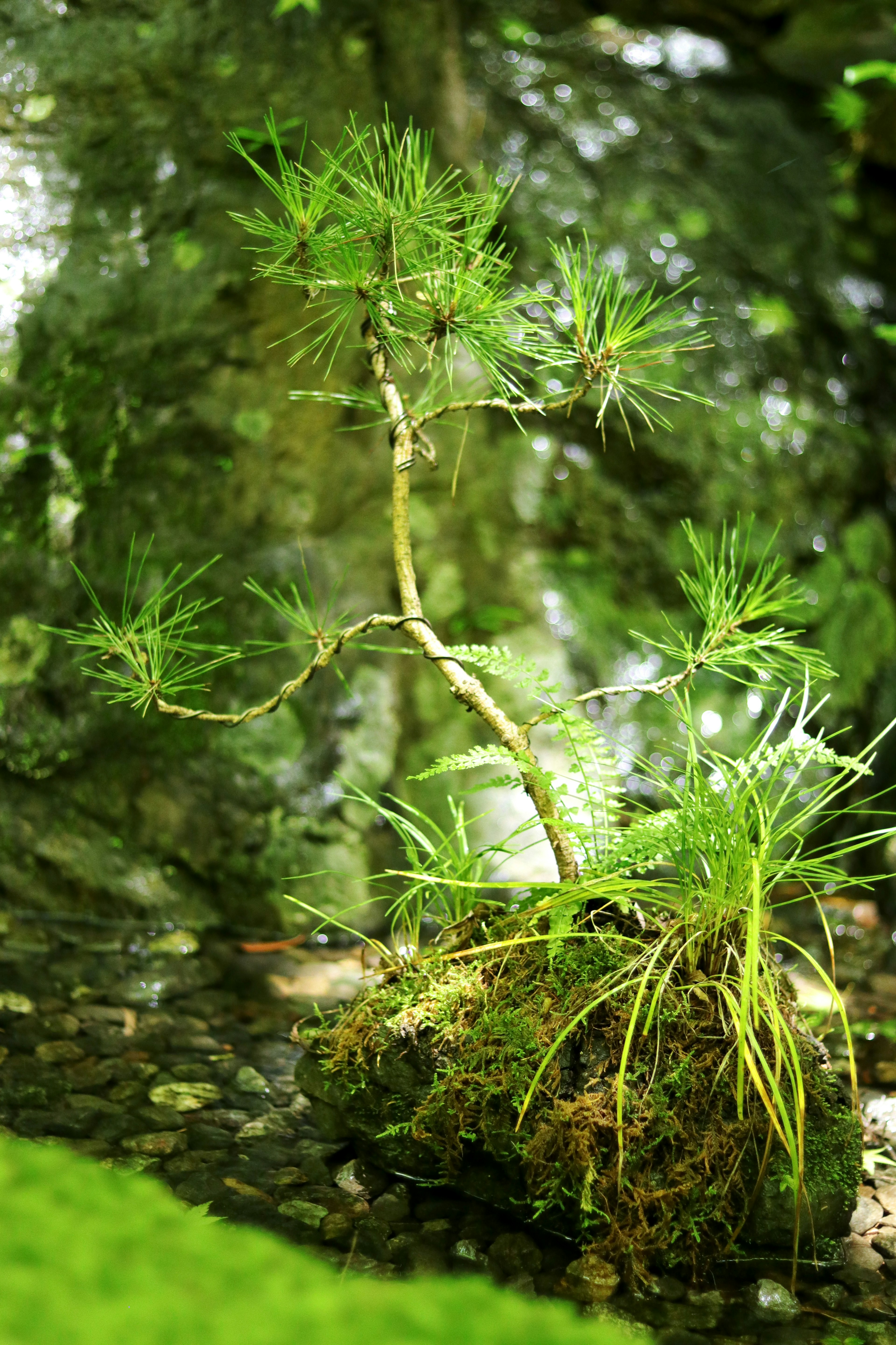 小さな木が水辺に生えている緑豊かな風景