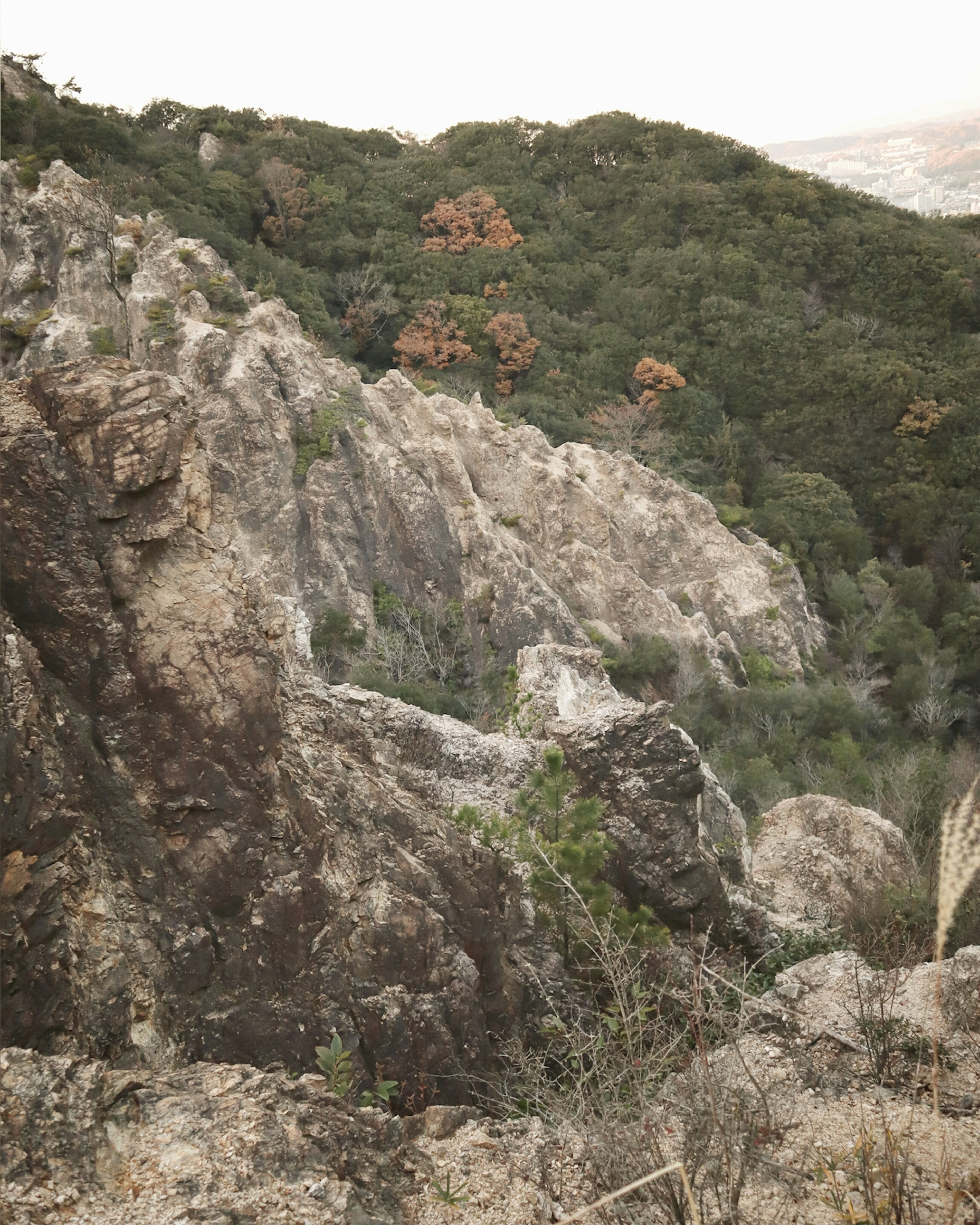 Paysage rocheux avec des arbres verts sur une colline