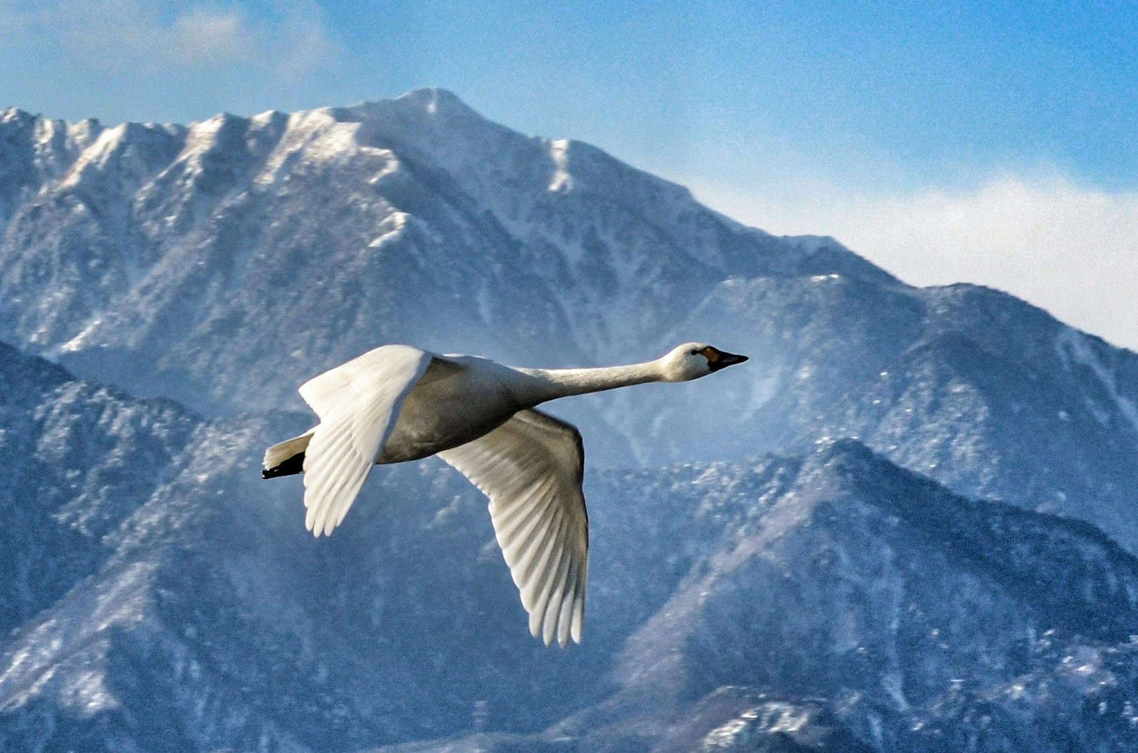 Ein Schwan fliegt vor einer Berglandschaft