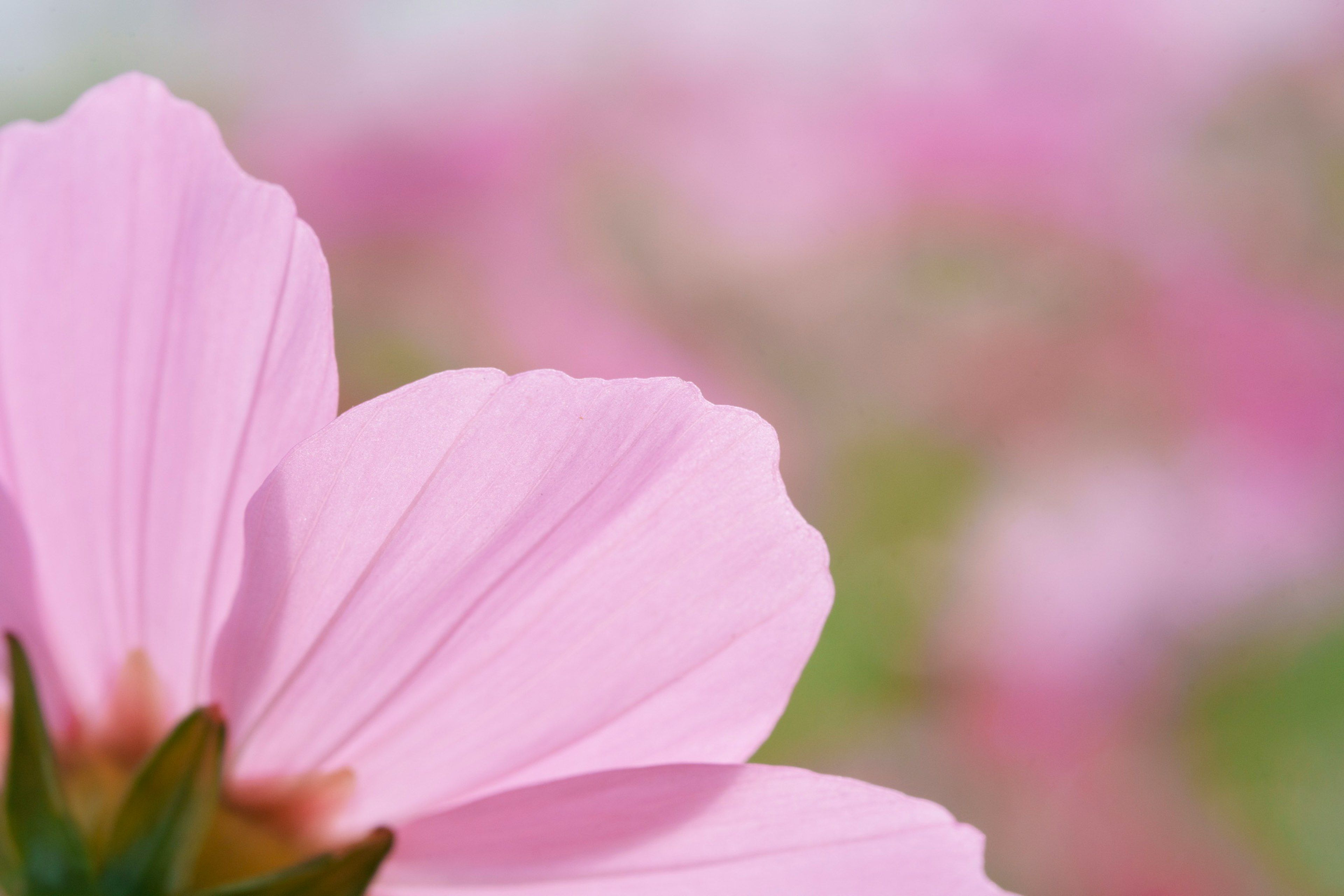 淡いピンクの花びらのクローズアップ背景はぼかし