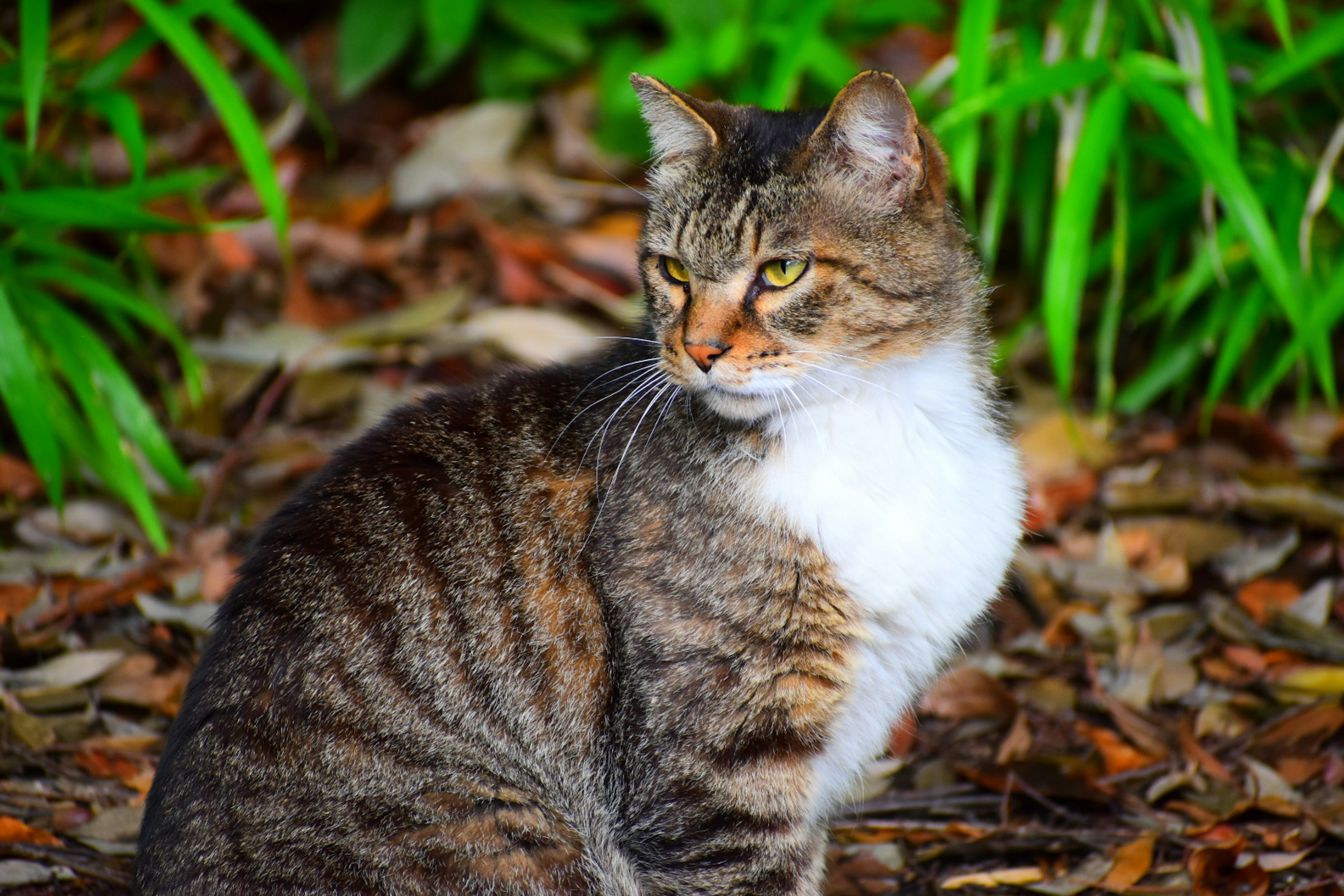 Eine Katze, die seitlich gegen einen grünen Hintergrund mit braun-weißer gestreifter Fell sitzt